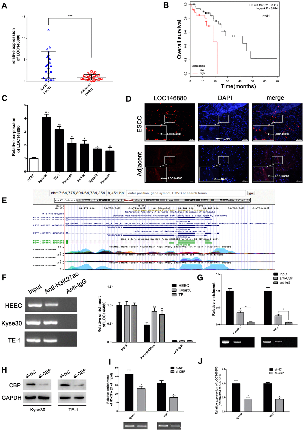 LOC146880 expression is upregulated in ESCC tissues and cells. (A) The expression levels of LOC146880 in 21 pairs of ESCC and adjacent normal esophageal tissues. (B) Kaplan-Meier survival curve analysis shows overall survival of ESCC patients with high- and low-expression levels of LOC146880 (n = 81). (C) QRT-PCR analysis shows LOC146880 expression levels in human esophageal epithelial cells and ESCC cell lines (EC109, TE-1, Kyse30, Kyse70, Kyse150, and Kyse410). (D) FISH analysis shows LOC146880 expression in ESCC and normal esophageal tissues. (E) Bioinformatics analysis (https://genome.ucsc.edu/) shows H3K27ac levels in the promoter region of LOC146880. (F) ChIP assay analysis with anti- H3K27ac antibody shows H3K27ac levels in the LOC146880 promoter of HEEC, Kyse30, and TE-1 cells. (G) ChIP assay analysis with anti-CBP antibody shows CBP protein levels in the LOC146880 promoter of HEEC, Kyse30, and TE-1 cells. (H) Western blot analysis shows CBP protein levels in control and CBP-silenced Kyse30, and TE-1 cells. (I) ChIP assay analysis shows H3K27ac levels in the LOC146880 promoter of control and CBP-silenced Kyse30, and TE-1 cells. (J) QRT-PCR analysis shows LOC146880 expression levels in control and CBP-silenced Kyse30 and TE-1 cells. *P **P ***P 