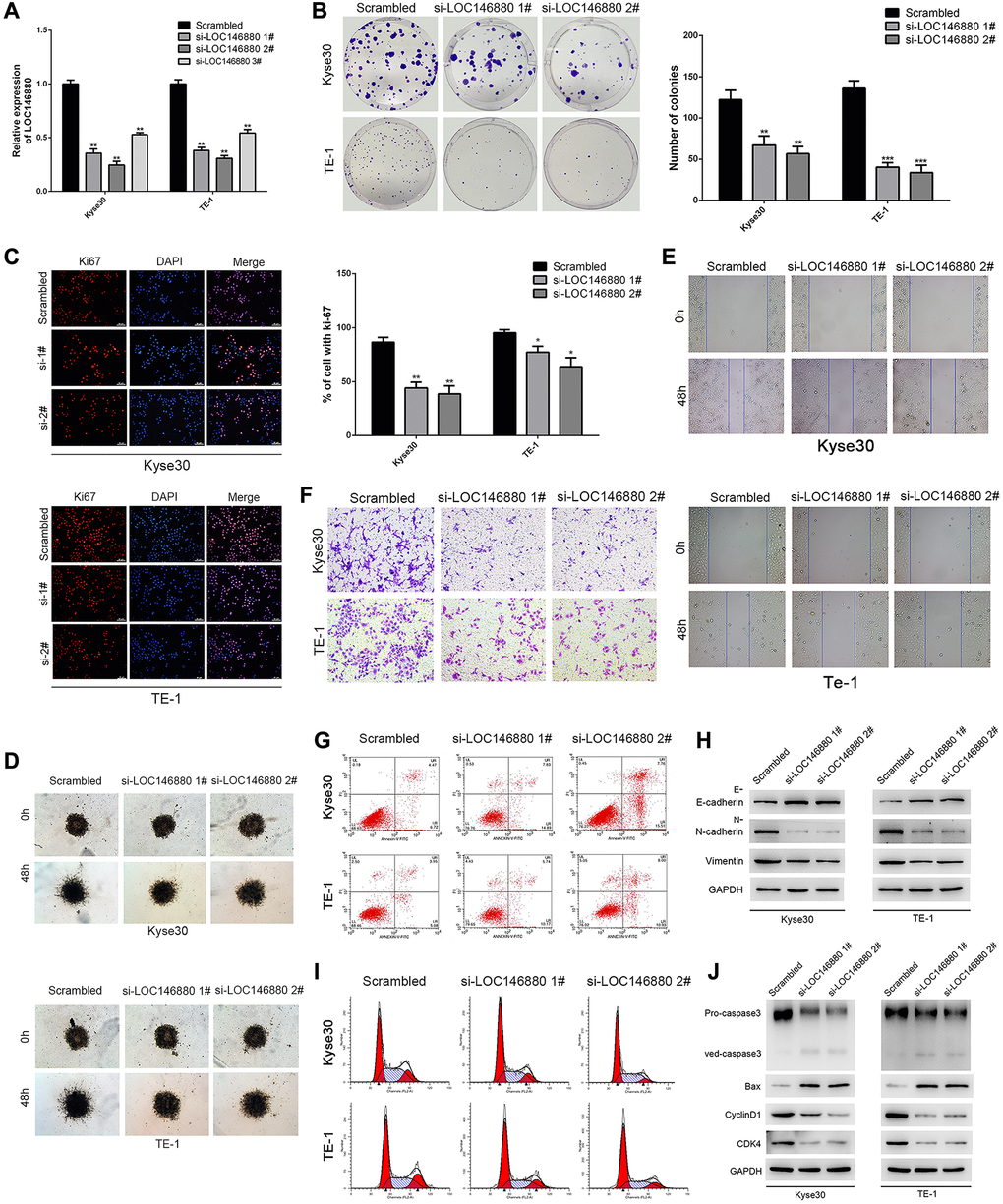 Knockdown of LOC146880 inhibits growth and progression of ESCC cells. (A) QRT-PCR analysis shows LOC146880 expression levels in ESCC cells transfected with si-NC (scrambled control siRNA), si-LOC146880#1, si-LOC146880#2, and si-LOC146880#3. (B) Colony formation assay results show viability of Kyse30 and TE-1 cells respectively transfected with si-NC, si-LOC146880#1, or si-LOC146880#2. (C) Immunofluorescence assay results show Ki-67 expression levels in control and LOC146880-silenced Kyse30 and TE-1 cells. (D) 3-dimensional spheroid assay results show the migration ability of control and LOC146880-silenced Kyse30 and TE-1 cells. (E) Wound healing assay results show the migration ability of control and LOC146880-silenced Kyse30 and TE-1 cells. (F) Transwell assay results show the invasiveness of control and LOC146880-silenced Kyse30 and TE-1 cells. (G) Flow cytometry analysis shows apoptotic rates of control and LOC146880-silenced Kyse30 and TE-1 cells. (H) Western blot analysis shows expression levels of E-cadherin (epithelial cell marker) as well as N-cadherin and vimentin (mesenchymal cell markers) in control and LOC146880-silenced Kyse30 and TE-1 cells. (I) Flow cytometry analysis shows cell cycle distribution of control and LOC146880-silenced Kyse30 and TE-1 cells. (J) Western blot analysis shows the levels of pro-apoptotic proteins (cleaved caspase-3 and Bax) and cell cycle proteins (cyclinD1 and CDK4) in control and LOC146880-silenced Kyse30 and TE-1 cells. *P **P ***P 