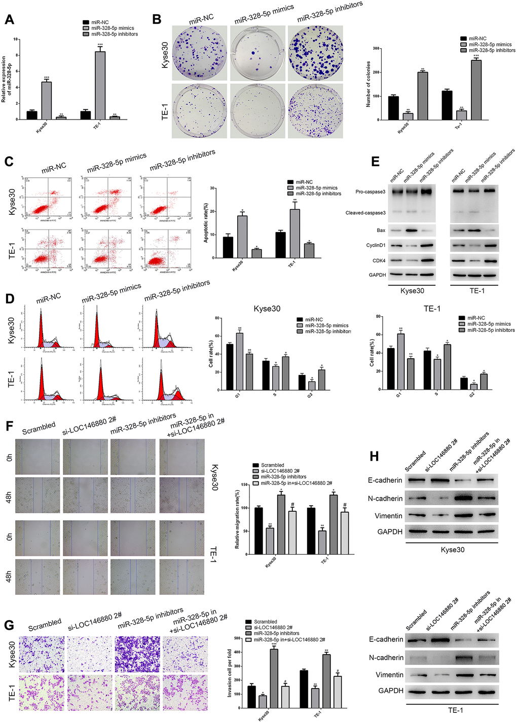 MiR-328-5p functions as a tumor suppressor in ESCC cells. (A) QRT-PCR analysis shows the expression levels of miR-328-5p in Kyse30 and TE-1 cells transfected with negative control (miR-NC), miR-328-5p mimics, and miR-328-5p inhibitors. (B) Colony formation assay results show the viability of ESCC cells transfected with miR-328-5p mimics and miR-328-5p inhibitors. (C) Flow cytometry analysis shows the apoptotic rate of ESCC cells transfected with miR-328-5p mimics and miR-328-5p inhibitors. (D) Flow cytometry analysis shows cell cycle distribution of ESCC cells transfected with miR-328-5p mimics and miR-328-5p inhibitors. (E) Western blot analysis demonstrates the expression levels of pro-apoptotic (cleaved caspase 3 and Bax) and cell cycle-related proteins (CDK4 and cyclinD1) in ESCC cells transfected with miR-328-5p mimics and miR-328-5p inhibitors. (F–G) wound healing and Transwell invasion assays show the (F) migration and (G) invasiveness of ESCC cells transfected with scrambled, si-LOC146880#2, miR-328-5p inhibitors, miR-328-5p inhibitors plus si-LOC146880#. (H) Western blot analysis shows the expression levels of EMT-related proteins, namely, E-cadherin, N-cadherin, and vimentin in ESCC cells transfected with scrambled, si-LOC146880#2, miR-328-5p inhibitors, miR-328-5p inhibitors plus si-LOC146880#.