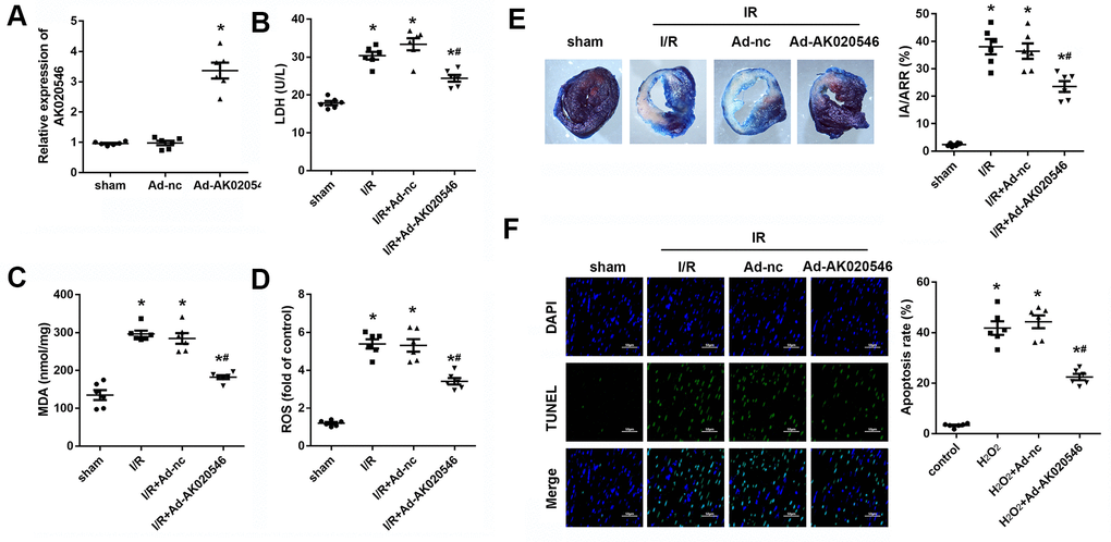 LncRNA AK020546 inhibited I/R injury-induced oxidative stress and apoptosis in vivo. (A) qPCR confirmed the lncRNA AK020546-overexpressing efficiency of adenovirus particles in the myocardium in comparison with the control group (n = 8). (B–D) The levels of oxidative markers, such as LDH, MDA, and ROS, in the myocardium were detected using commercial kits (n = 8). (E) TTC staining was performed to evaluate the infarct area of the heart (n = 8). (F) TUNEL staining and α-smooth muscle actin (SMA) staining were performed to detect the apoptosis of specific H9c2 cardiomyocytes (n = 8). *p #p 