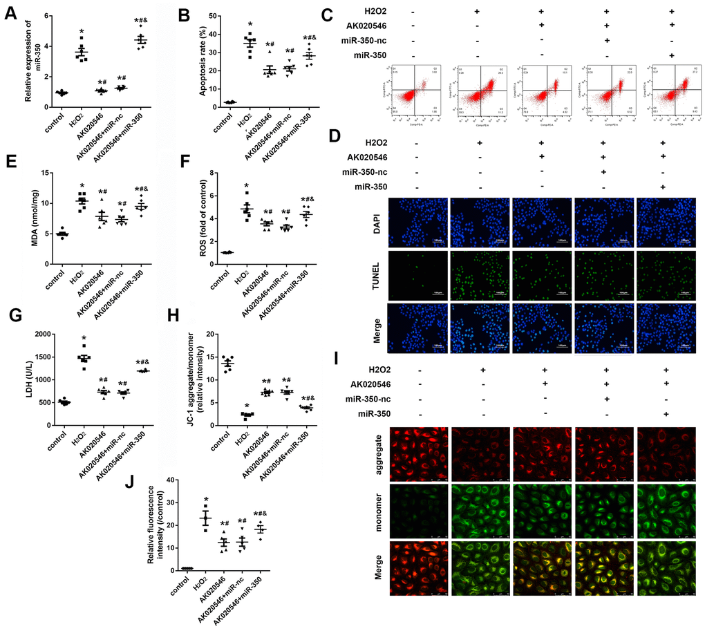 MiR-350-3p reversed the effect of lncRNA AK020546 on cardiac I/R injury in vitro. (A, B) qPCR was used to assess the level of miR-350-3p in H9c2 cardiomyocytes under different treatments (n = 5). (B, C) Flow cytometry and Annexin V/propidium iodide (PI) staining were performed to detect the apoptosis of H9c2 cardiomyocyte (n = 5). (D) TUNEL staining was performed to detect the apoptosis of specific H9c2 cardiomyocytes (n = 5). (E–G) The levels of oxidative markers such as LDH, MDA, and ROS were assessed with commercial kits (n = 5). (H, I) JC-1 staining was performed to evaluate the mitochondrial membrane potential (n = 5). (J) MitoSOX staining was used to evaluate the mitochondrial ROS. *p #p 2O2 group, &p 