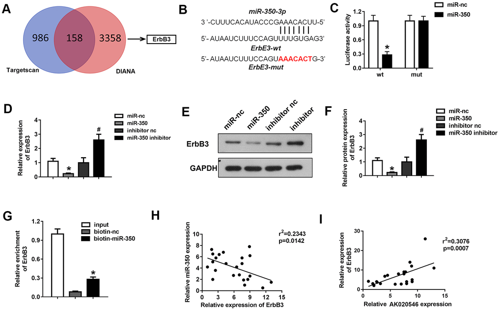 MiR-350-3p directly targeted ErbB3 in H9c2 cardiomyocytes. (A) Bioinformatics analysis using TargetScan and DIANA predicted ErbB3 as the target of miR-350-3p. (B) The potential targeting region between miR-350-3p and ErbB3 predicted by bioinformatics analysis. (C) Luciferase assay was performed to verify whether miR-350-3p targeted ErbB3 in H9c2 cardiomyocytes (n = 5). (D) qPCR was used to detect the expression of ErbB3. (E, F) Western blot was carried out to evaluate the expression level of ErbB3 (n = 5). (G) Luciferase assay was performed to verify whether miR-350-3p targeted ErbB3 in H9c2 cardiomyocytes (n = 5). (H, I) Pearson’s analysis was performed to investigate the correlation between AK020546 and ErbB3 as well as miR-350-3p and ErbB3 (n = 5). *p #p 