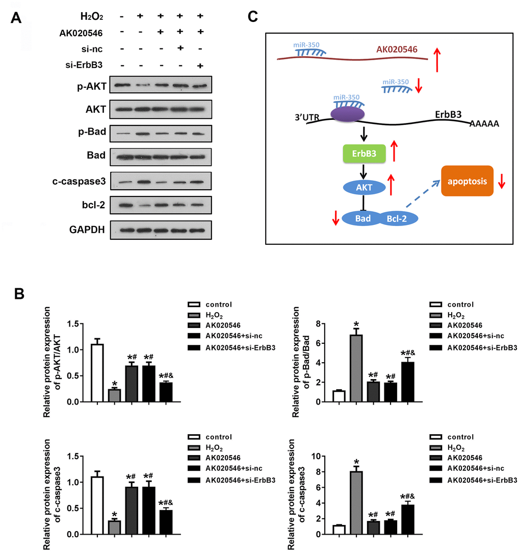 LncRNA AK020546 activated the AKT signaling pathway. (A, B) Western blotting was used to evaluate the expression of AKT, Bad, c-Caspase 3, Bcl-2, p-AKT, and p-Bad (n = 5). (C) Flow diagram representing the molecular mechanism. *p #p 2O2 group, &p si-ErbB3 group.