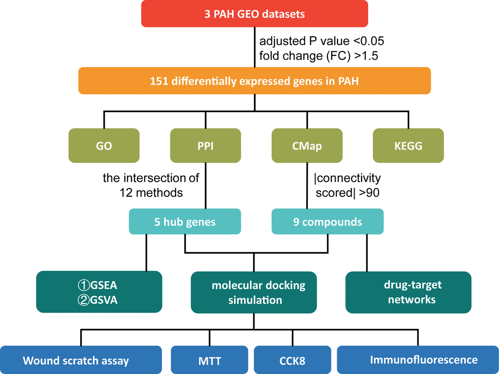 The study design. PAH: pulmonary arterial hypertension; GEO: Gene Expression Omnibus; GO: Gene Ontology; PPI: protein-protein interaction; CMap: Connectivity Map; KEGG: Kyoto Encyclopedia of Genes and Genomes; GSEA: Gene Set Enrichment Analysis; GSVA: Gene Set Variation Analysis; MTT: 3-[4,5-Dimethylthiazol-2-yl]-2,5-diphenyltetrazolium Bromide; CCK-8: Cell Counting Kit-8.