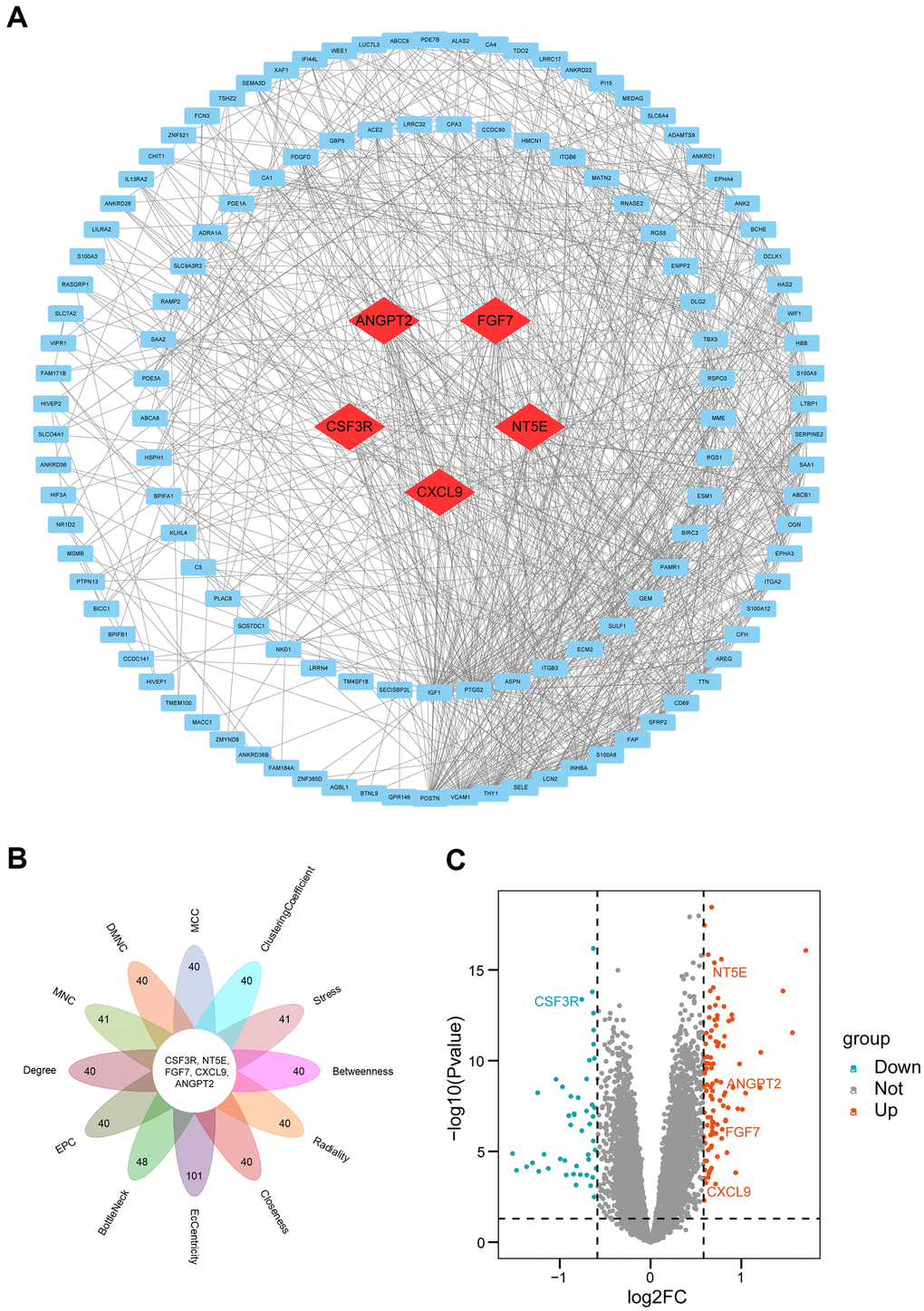 PPI network construction and hub genes analyses. (A) PPI network. Quadrangles represented proteins and lines represented interactions between proteins. hub genes were in red color. (B) Flower plot of results from twelve algorithms. (C) Volcano plot of all genes. Orang dots represented 103 up-regulated genes and cyan dots represented 48 down-regulated genes. CSF3R, NT5E, ANGPT2, FGF7, CXCL9 marked in the figure were hub genes. PPI: protein-protein interaction.