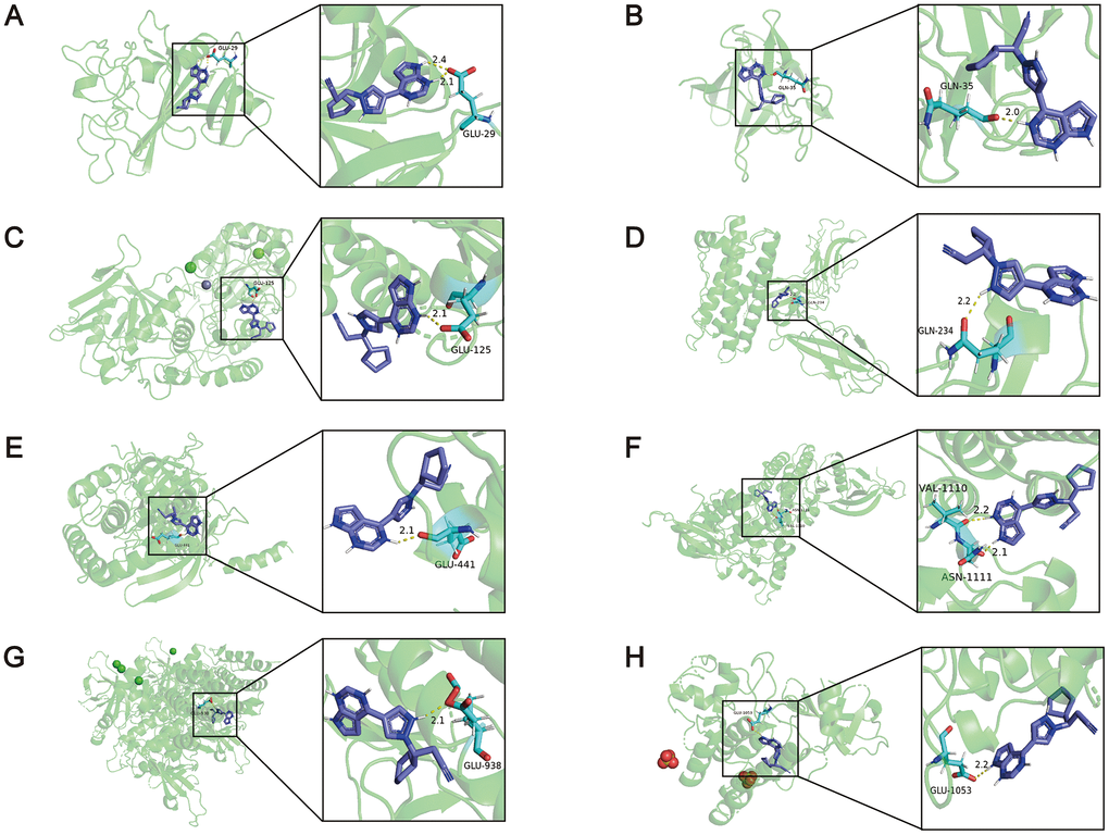 The results of the molecular docking simulations. (A) There were two hydrogen bonding between the amino acid residue of ANGPT2 (PDB: 4JZC) (GLU29) and ruxolitinib, and the distance between the atoms was 2.1Å and 2.4Å. (B) The amino acid residue of FGF7 (PDB: 1QQL) bound to ruxolitinib was GLN35, and the distance was 2.0Å. (C) The amino acid residue of NT5E (PDB: 4H2F) bound to ruxolitinib was GLU125, and the distance was 2.1Å. (D) The amino acid residue of CSF3R (PDB: 2D9Q) bound to ruxolitinib was GLN234, and the distance was 2.2Å. (E) The amino acid residue of JAK1 (PDB: 4GS0) bound to ruxolitinib was GLU441, and the distance was 2.1Å. (F) The amino acid residues of JAK2 (PDB: 2B7A) bound to ruxolitinib were VAL1110 and ASN1111, and the distance were 2.2Å and 2.1Å. (G) The amino acid residue of JAK3 (PDB: 3ZC6) bound to ruxolitinib was GLU938, and the distance was 2.1Å. (H) The amino acid residue of TYK2 (PDB: 4GFO) bound to ruxolitinib was GLU1053, and the distance was 2.2Å.