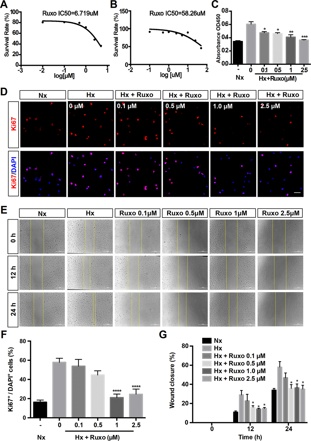 Ruxolitinib inhibits hypoxia-induced rPASMCs proliferation and migration. Nx = Normoxia group; Hx = Hypoxia group; Hx + Ruxo = Hypoxia plus Ruxolitinib group. (A, B) Determination of IC50 values. RPASMCs were incubated with ruxolitinib at different concentrations (0, 0.1, 0.5, 1 and 2.5 μM) for 24 h under hypoxia (A) and normoxia (B), viable cell number was determined by MTT assay. The results yielded IC50 values were 6.719 μM (A) and 58.26 μM (B), respectively. (C) CCK-8 assay for cell proliferation. RPASMCs were treated with indicated concentrations of ruxolitinib for 24 h, and the cell proliferation was determined by CCK-8 assay. (D, F) Immunofluorescence staining of Ki67(red) in rPASMCs of indicated groups. RPASMCs were treated with or without indicated concentrations of ruxolitinib for 24 h under hypoxic conditions, the untreated cells were treated as a normoxia control group. Cells nuclear were counterstained with DAPI (blue). (E, G) Wound scratch assay. RPASMCs were treated with ruxolitinib at a specified concentration in the presence or absence of oxygen for 12h and 24h, migration capabilities were represented by relative migration distances. Data are presented as mean ± SEM, *P .