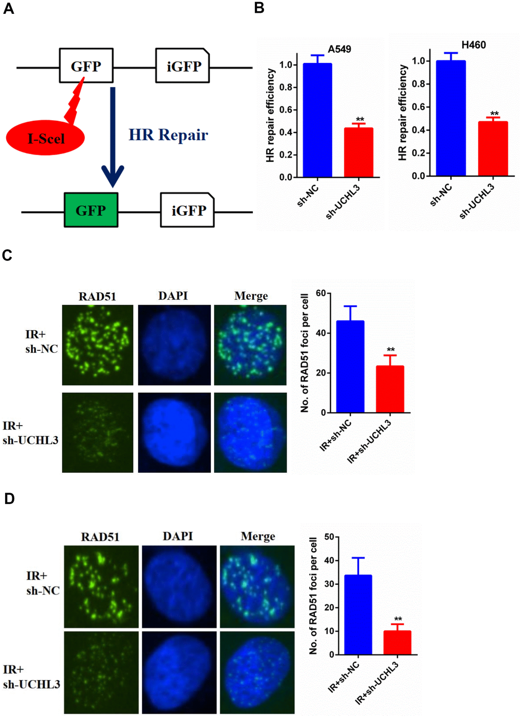 UCHL3 knockdown impaired HR repair (A) Schematic diagram of HR reporter system. (B) Analysis of HR repair activity in A549 cells and H460 cells after transfected with sh-NC or sh-UCHL3. (C) Analysis of RAD51 foci in A549 cells transfected with sh-NC and sh-UCHL3 after exposure to radiation. (D) Analysis of RAD51 foci in H460 cells transfected with sh-NC and sh-UCHL3 after exposure to radiation. **P 