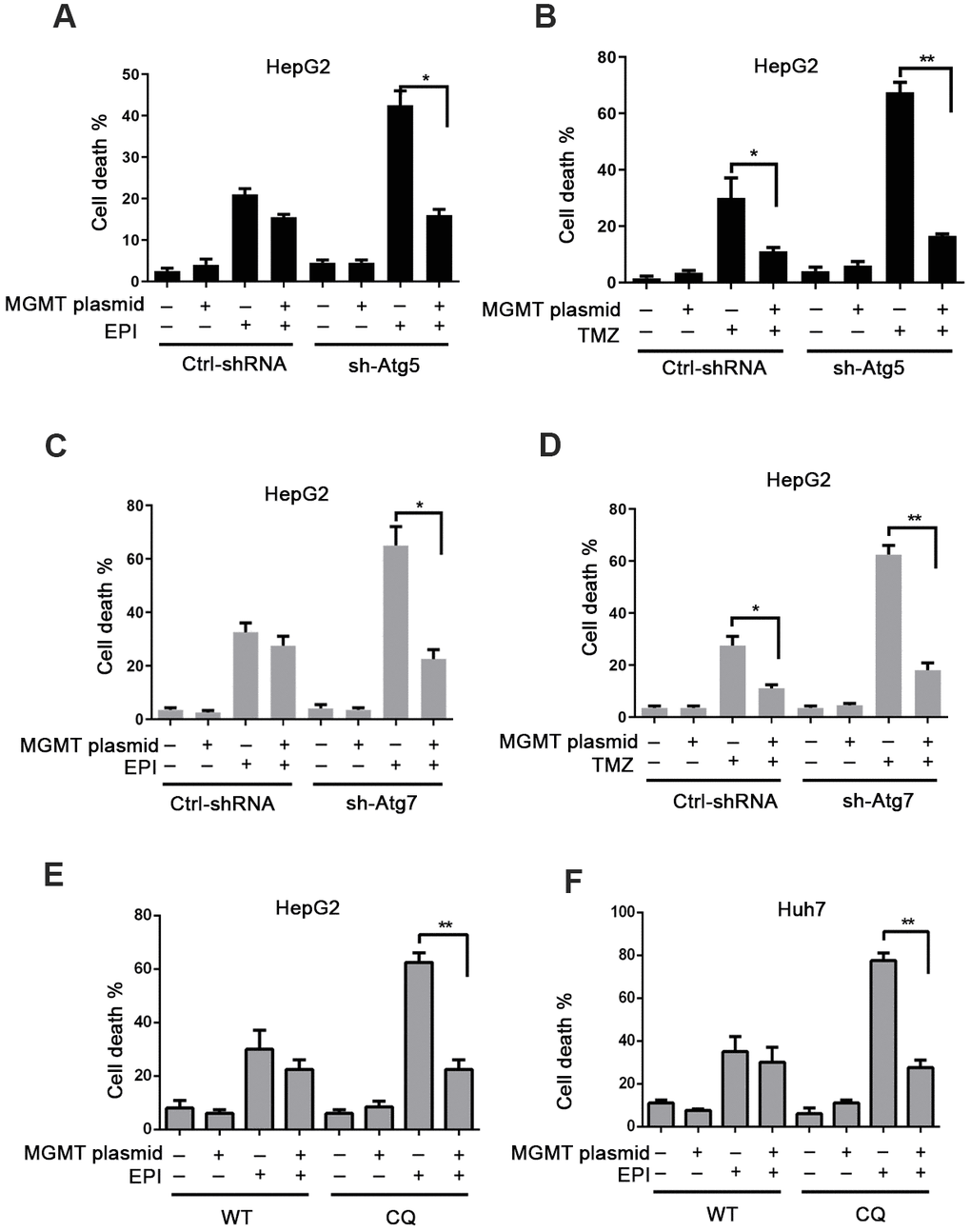 Autophagy deficiency-induced MGMT depletion promotes cytotoxicity. (A) Cell death assessed by flow cytometry (FC) in ctrl-shRNA and sh-Atg5 HepG2 cells overexpressing MGMT, and treated with epirubicin (4 μM) for 24 h. (B) Cell death FC analysis of TMZ (200 μM; 24 h)-treated ctrl-shRNA and sh-Atg5 transfected HepG2 cells overexpressing MGMT. (C, D) Cell death analyzed by FC in HepG2 cells transfected with lentivirus Atg7-shRNA or control vector, overexpressing MGMT, and treated with epirubicin and TMZ. (E, F) CQ was used to inhibit autophagy in HepG2 and Huh7 cells. Cell death was analyzed by FC. HepG2 and Huh7 cells were transfected with MGMT overexpression plasmid, and further exposed to 4 μM of epirubicin for 24 h in the absence and presence of CQ. Data are presented as the mean ±SD (* P≤0.05; ** P≤0.01).