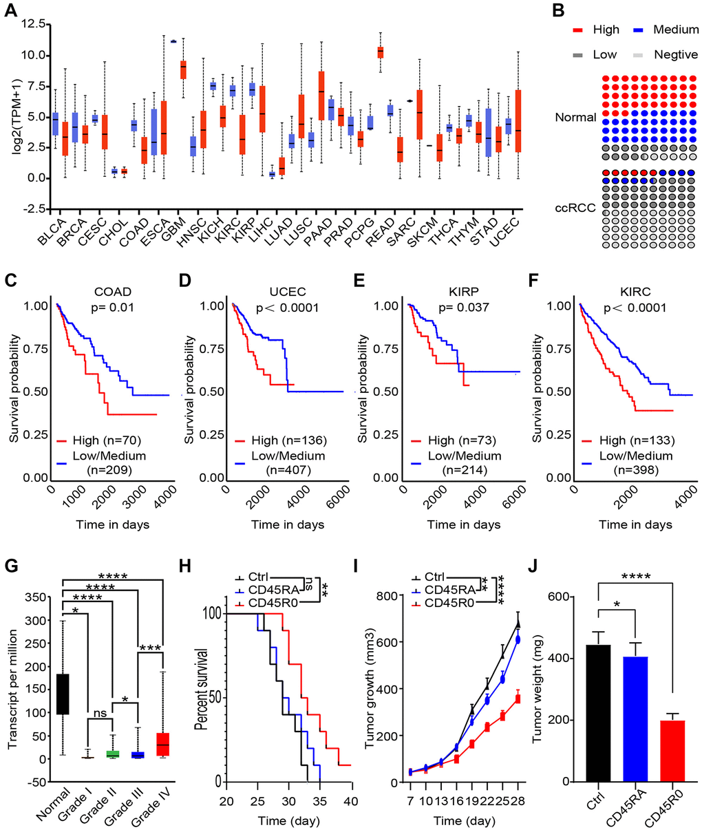 CD45RO+CD8+ T cells inhibit ccRCC progression, while CD45RO predicts poor prognosis. CD45RO level from database and clinical specimen were analyzed to explore the potential clinical diagnose and treat value. (A) UCHL1 transcript level in 24 cancers tissues compare to normal tissues. (B) Statistics of IHC positive rate of CD45RO in ccRCC tissues and normal renal tissues. (C, D, E, F) UCHL1 transcript levels of colonic adenocarcinoma (COAD) (C), uterine corpus endometrial carcinoma (UCEC) (D), kidney renal clear cell carcinoma (KIRP) (E) and kidney renal clear cell carcinoma (KIRC) (F). (G) UCHL1 transcript levels of normal renal tissues and different degree ccRCC tissues. (H, I, J) We injected 108 CD45RO+CD8+ T cells or CD45RO+CD8+ T cells per week after ccRCC model successfully established. Survival time, tumor growth rate and tumor weight were recorded.