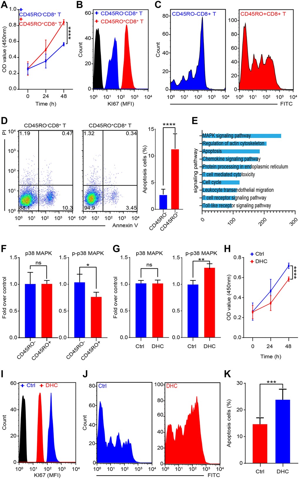MAPK signaling promotes proliferation and inhibits apoptosis of CD45RO+CD8+T cells. CD45RO+CD8+T cells and CD45RO-CD8+T cells were sorted by flow cytometry. (A) Cell viability was tested by CCK8 assay at 0, 24 and 48 hours. (B) Ki67 fluorescence intensity of CD45RO+CD8+T cells and CD45RO-CD8+T cells were tested by flow cytometry. (C) Proliferation rate of CD45RO+CD8+T cells and CD45RO-CD8+T cells were tested by flow cytometry according to changes of CFSE fluorescence intensity. (D) Apoptosis status of CD45RO-CD8+T cells and CD45RO+CD8+T cells tested by flow cytometry with PI and Annexin V stanning (right) and apoptosis proportion rates were counted (right). (E) Clustering of differential genes between CD45RO-CD8+T cells and CD45RO+CD8+T cells. (F) Quantitative analysis of p38/MAPK and p-p38/MAPK of CD45RO+CD8+T cells and CD45RO-CD8+T cells. (G) p38/MAPK and p-p38/MAPK of CD45RO+CD8+T cells after dehydrocorydaline chloride treated for 48 hours. (H) Cell viability was tested by CCK8 assay at 0, 24 and 48 hours after dehydrocorydaline chloride treated. (I) Ki67 fluorescence intensity of CD45RO+CD8+T cells were tested by flow cytometry after treated by dehydrocorydaline chloride treated for 48 hours. (J) Proliferation rate of CD45RO+CD8+T cells were tested by flow cytometry according to changes of CFSE fluorescence intensity. (K) Proportion of apoptosis CD45RO+CD8+T cells after dehydrocorydaline chloride treated for 48 hours.