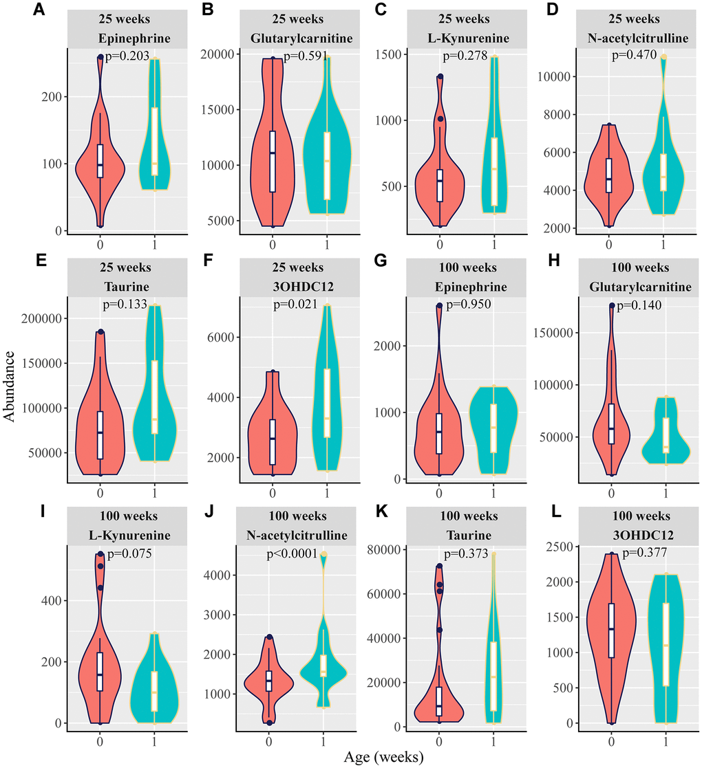 Violin plots for the six potential biomarkers abundance between tumor-free rats and predicting tumor-bearing rats or tumor-bearing rats. At 25 weeks, 0 and 1 in the X-axis are represented as tumor-free rats and tumor-bearing rats, respectively. At 100 weeks, 0 and 1 in the X-axis are represented as tumor-free rats and tumor-bearing rats, respectively. (A–F) Normalized abundance of metabolites in both the negative and positive modes at 25 weeks, including (A) epinephrine, (B) glutarylcarnitine, (C) L-kynurenine, (D) N-acetylcitrulline, (E) taurine, and (F) 3-hydroxydodecanedioic acid (3OHDC12). (G–L) Normalized abundance of metabolites in both the negative and positive modes at 100 weeks, including (G) epinephrine (H) glutarylcarnitine, (I) L-kynurenine, (J) N-acetylcitrulline, (K) taurine, and (L) 3-hydroxydodecanedioic acid (3OHDC12). (p t-test).