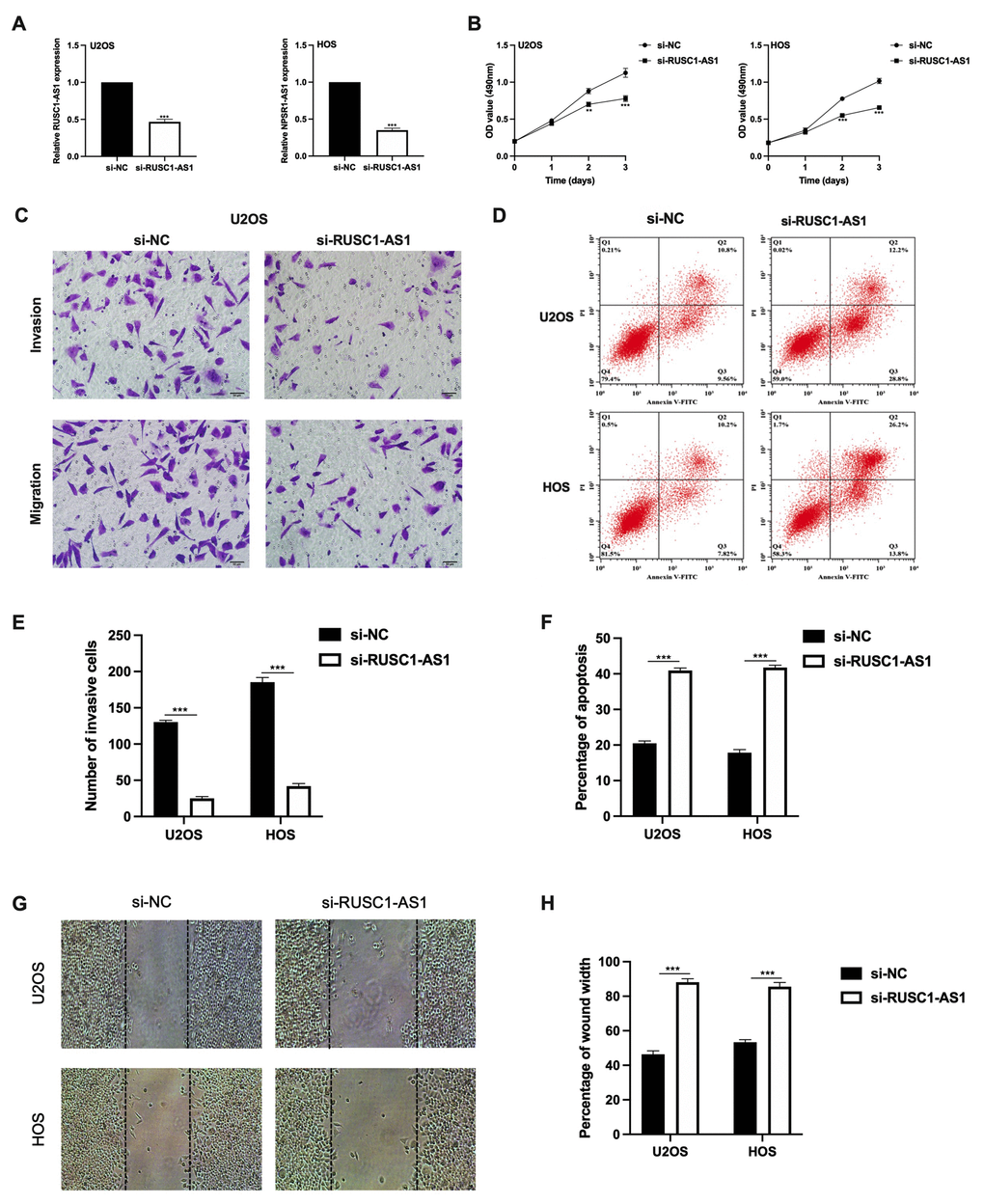 RUSC1-AS1 promoted cell viability, invasion and inhibits cell apoptosis in osteosarcoma cell lines. (A) RUSC1-AS1 expression after si-RUSC1-AS1 or si-NC transfection. (B) CCK-8 assay, (C, E) transwell invasion assay, (D, F) flow cytometry apoptosis assay, and (G, H) wound healing assay in U2OS and HOS cells after si-RUSC1-AS1 or si-NC transfection.