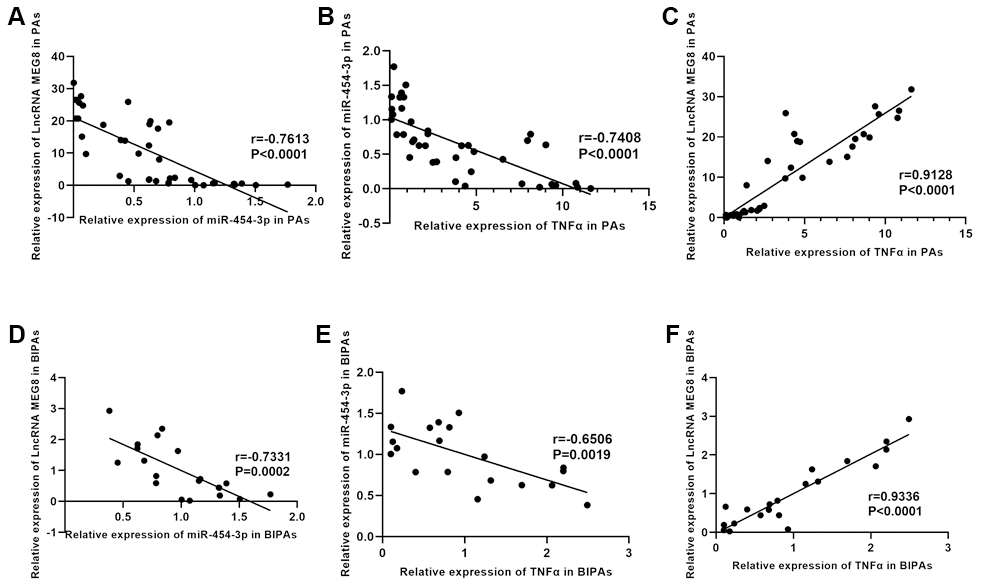 The relationship between TNF-α expression and prognosis and the correlation between TNF-α, MEG8 and miR-454-3p. The correlation between MEG8 and miR-454-3p (A), miR-454-3p and TNF-α (B), MEG8 and TNF-α (C) in PAs was analyzed according to RT-qPCR results. The correlation between MEG8 and miR-454-3p (D), miR-454-3p and TNF-α (E), MEG8 and TNF-α (F) in BIPAs was analyzed according to RT-qPCR results.