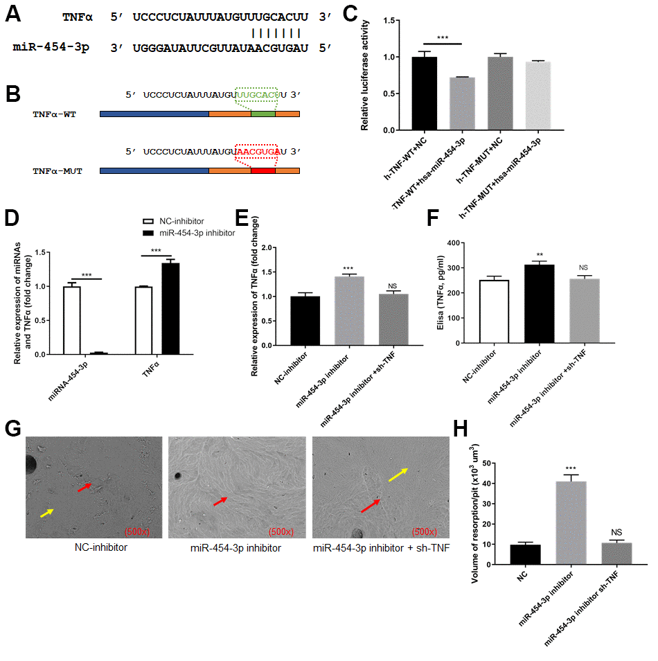 TNF-α was targeted by miR-454-3p in 293T cells. (A) The predicted binding site between TNF-α and miR-454-3p. (B) The predicted miR-454-3p binding site (TNF-α-wt) and its matched mutant site (TNF-α-mut). (C) Luciferase activity detection. (D) RT-qPCR analyses measured relative miR-454-3p and TNF-α expression levels. (E) RT-qPCR analyses measured TNF-α expression levels. (F) Elisa analyses measured TNF-α expression levels. (G) Scanning electron microscope results of bone slices (500x). (H) Volume of resorption/pit (x103 um3). **P 