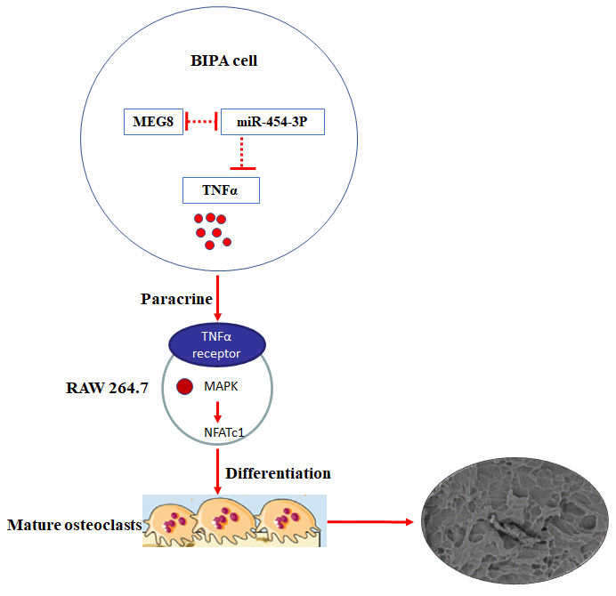 Mechanism and function of TNF-α in BIPAs progress. LncRNA MEG8 promotes TNF-α expression by sponging miR-454-3p, and then TNF-α directly induce osteoclast differentiation in BIPAs, which further leads to bone destruction.