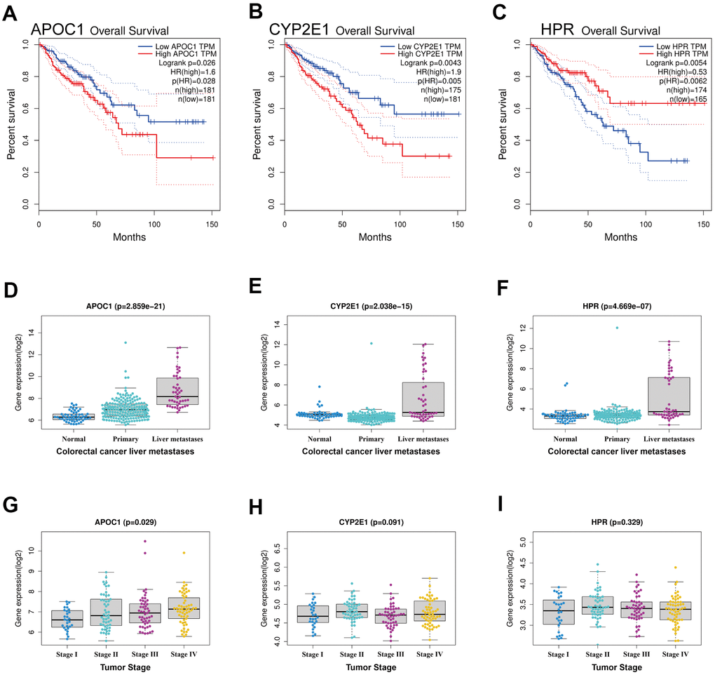 Survival analysis and expression analysis of the DEGs. (A–C) Survival analysis of DEGs in colorectal cancer by using GEPIA database, and only APOC1, CYP2E1 and HPR were significant in term of prognosis. (D–F) Expression analysis of the three genes (APOC1, CYP2E1 and HPR) between normal tissues, primary tumor tissues and liver metastatic tumor tissues in CRLM by using GSE41258 datasets. (G–I) Expression analysis grouped by tumor stage of the three genes (APOC1, CYP2E1 and HPR) in CRLM by using GSE41258 datasets.