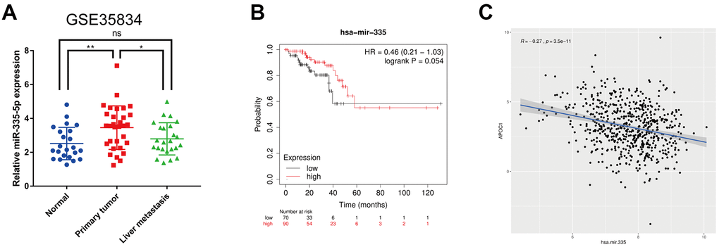 Expression analysis, survival analysis and correlation analysis of hsa-miR-335-5p. (A) Expression analysis of hsa-miR-335-5p among normal tissues, primary tumor tissues and liver metastatic tumor tissues in CRLM using GSE35834 datasets. (B) Survival analysis of hsa-miR-335 by using Kaplan-Meier plotter database. (C) Correlation analysis of hsa-miR-335 and APOC1 in TCGA project by using ggplot2 and ggpubr packages of R. ns (Not significant), *p 
