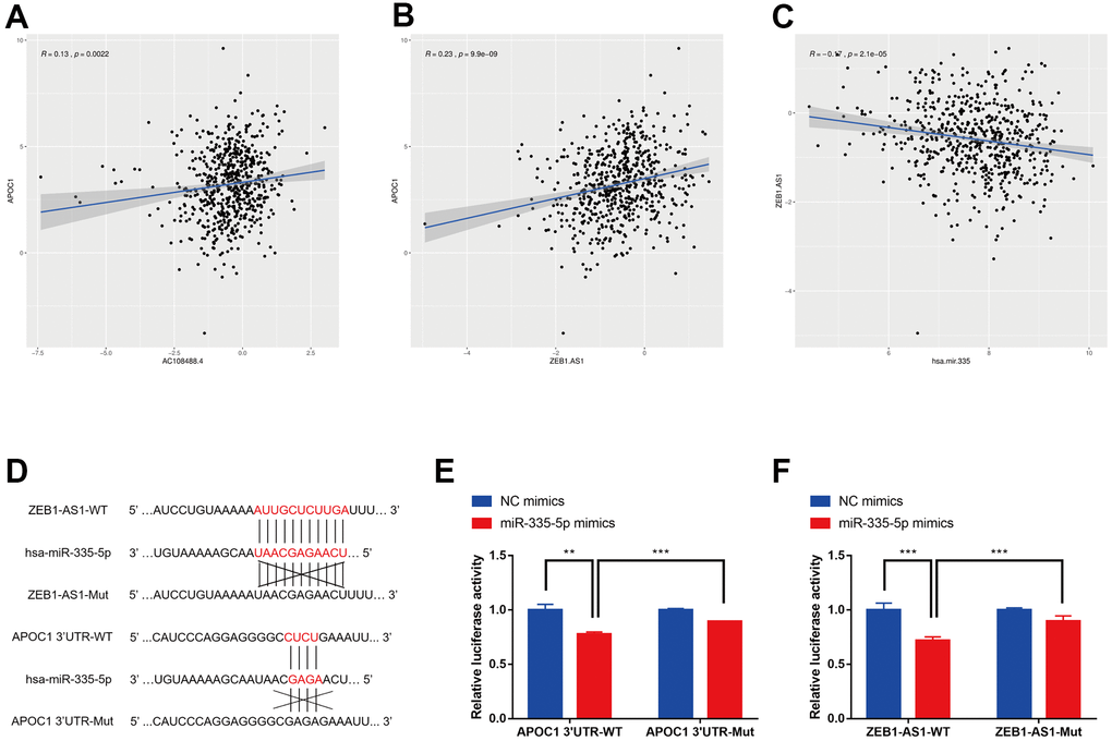 Correlation analysis among lncRNAs, APOC1 and hsa-miR-335-5p. (A) Correlation analysis between AC108488.4 and APOC1 in TCGA project. (B) Correlation analysis between ZEB1-AS1 and APOC1 in TCGA project. (C) Correlation analysis between ZEB1-AS1 and hsa-miR-335 in TCGA project. (D) Predicted binding sites in ZEB1-AS1 and APOC1 for miR-335-5p. (E) Luciferase reporter assay in HCT116 cells co-transfected with wide type (WT) or mutated (Mut) APOC1 3'-UTR reporter vector and miR-335-5p mimics or NC mimics. (F) Luciferase reporter assay in HCT116 cells co-transfected with wide type (WT) or mutated (Mut) ZEB1-AS1 reporter vector and miR-335-5p mimics or NC mimics. *p 