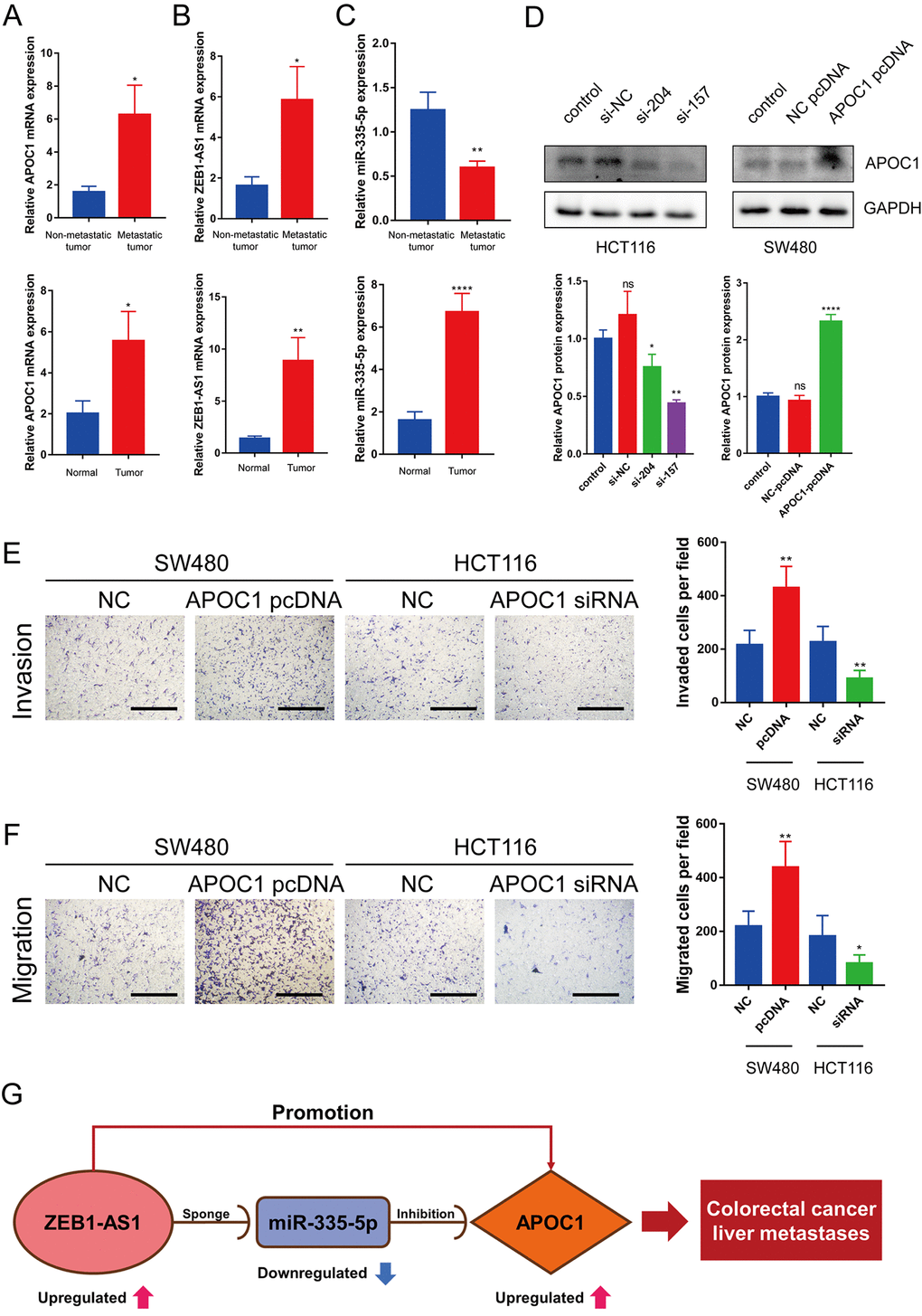 Expression of ZEB1-AS1, miR-335-5p and APOC1 in CRC tumor tissues and APOC1 promotes CRC cell migration and invasion in vitro. (A–C) Expression of APOC1, ZEB1-AS1 and miR-335-5p in normal colon tissues and CRC tumor tissues with metastasis or without metastasis were detected by RT-qPCR. (D) APOC1 expression was knocked down successfully using small interference RNA (siRNA) in HCT116 cells, and APOC1 expression was overexpressed using a plasmid vector in SW480 cells. All expression levels were detected by western blotting. Representative immunoblots and the ratios of the indicated proteins to GAPDH are presented. (E, F) Knockdown of APOC1 expression inhibited HCT116 cells migration and invasion, while overexpression of APOC1 increased SW480 cells migration and invasion (Scale bar: 100 μm). (G) The novel mRNA-miRNA-lncRNA competing endogenous RNA (ceRNA) triple regulatory sub-network related to prognosis of CRLM. ns (Not significant), *p 