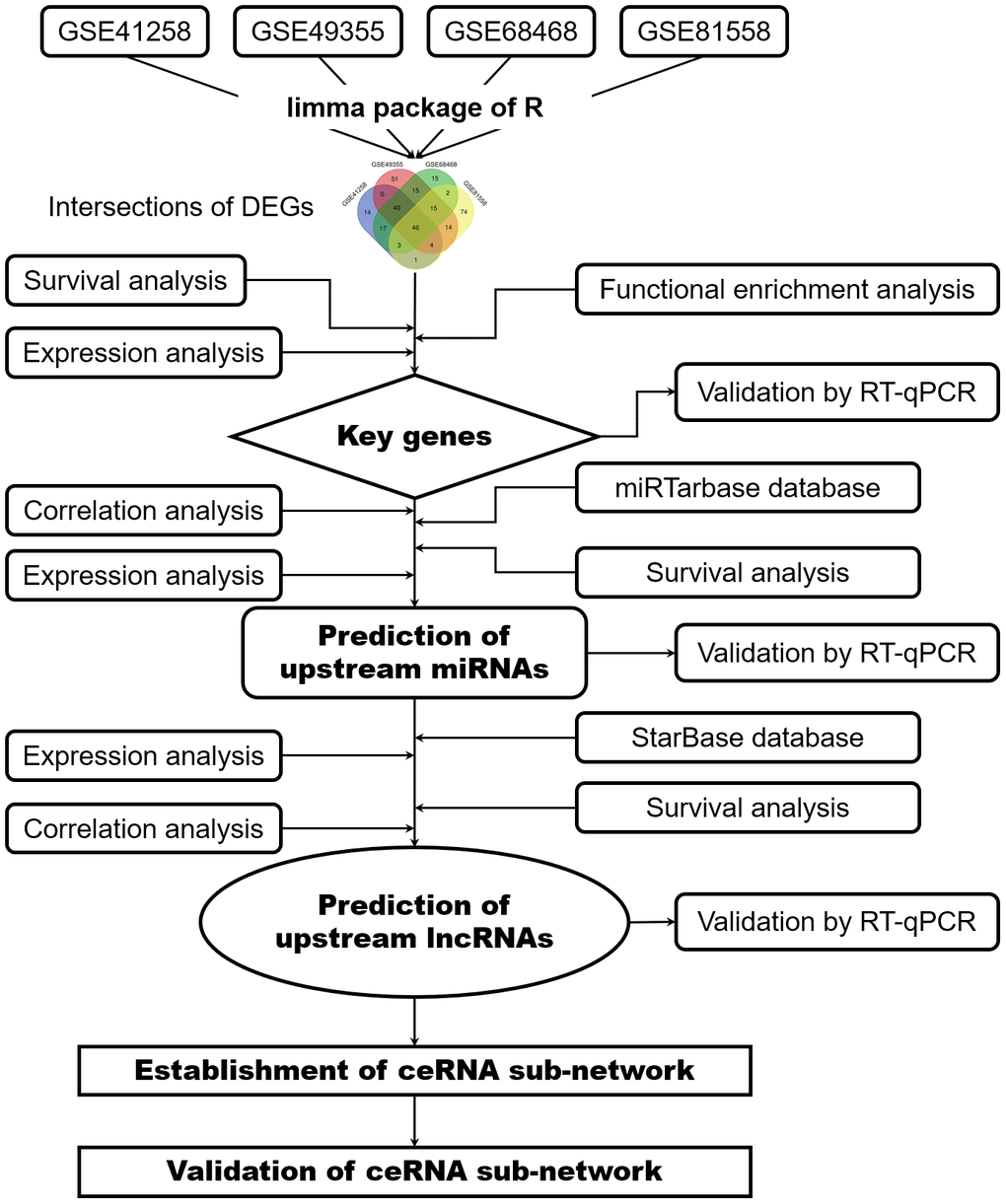 Flowchart of bioinformatics analysis. DEGs, differentially expressed genes; PPI network, protein-protein interaction network; miRNAs, microRNAs; lncRNAs, long non-coding RNAs; ceRNA, competing endogenous RNAs.