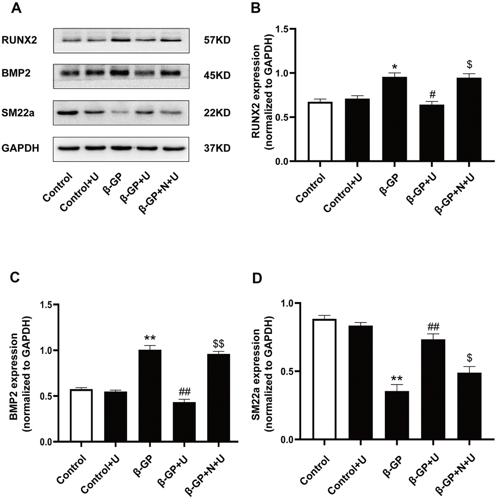 Effects of κ-OR stimulation on osteogenic protein expression in VSMCs treated with β-GP. (A) Representative blot images of osteogenic differentiation-associated proteins. (B) Quantitative analysis of RUN2 protein expression using densitometry. (C) Quantitative analysis of BMP2 protein expression using densitometry. (D) Quantitative analysis of SM22a protein expression using densitometry. U, U50,488H; β-GP, β-Glycerophosphate disodium salt pentahydrate; N, nor-BNI; Data obtained from quantitative densitometry were presented as means ± SEM. n=4 in each group. *P **P #P ##P $P $$P 