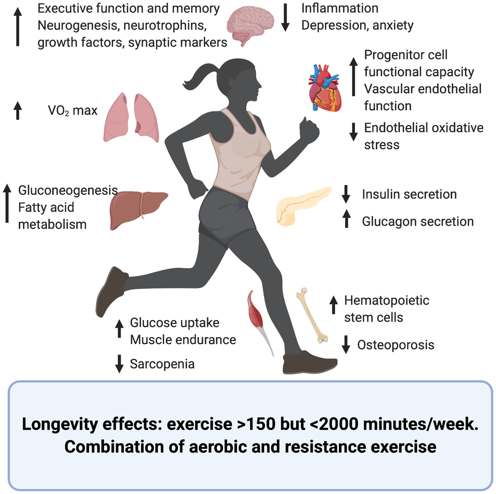 Effects of exercise on cellular and tissue aging | Aging