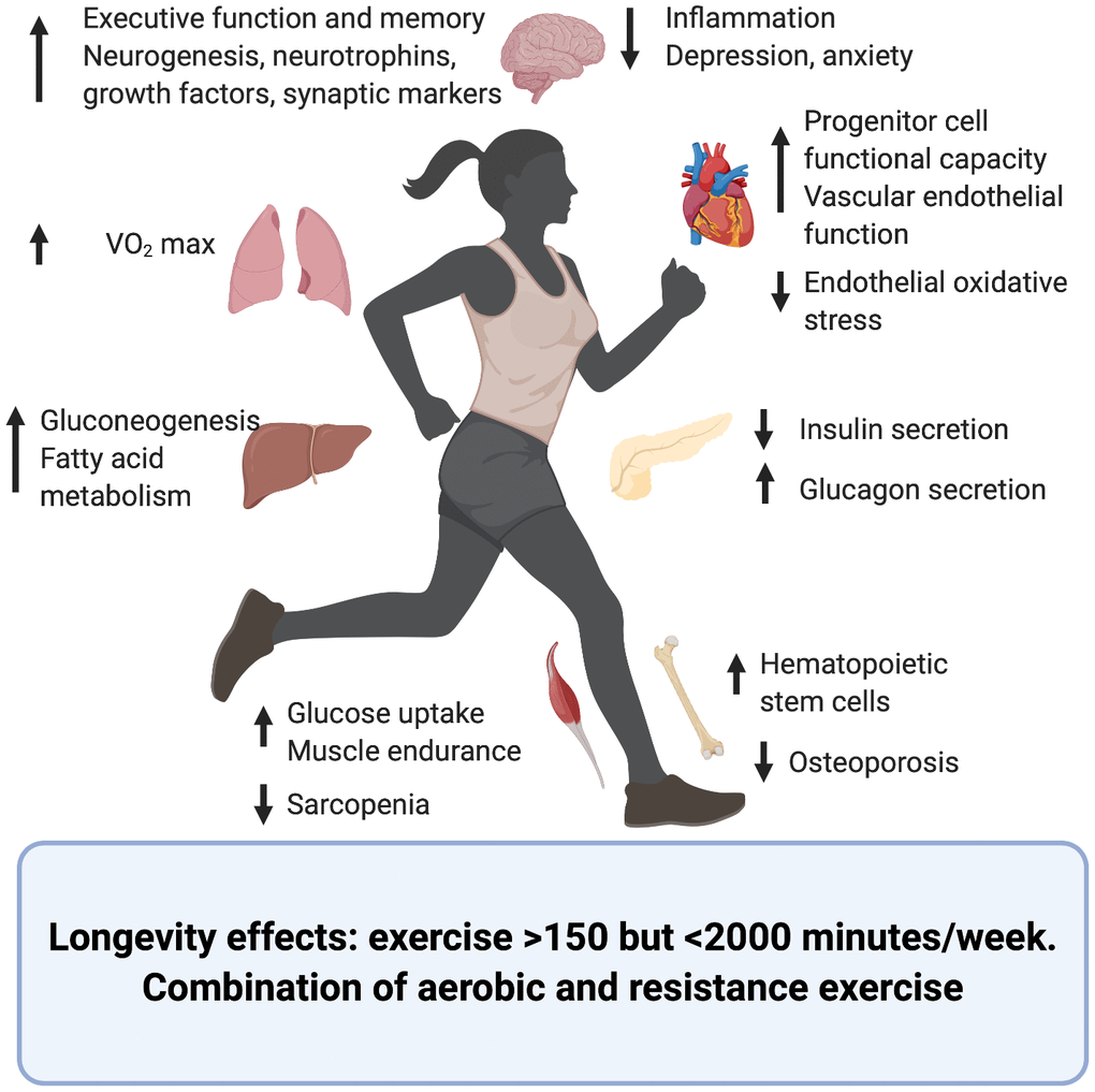 Effects of exercise upon the aging process of different organs and systems. Created in BioRender.