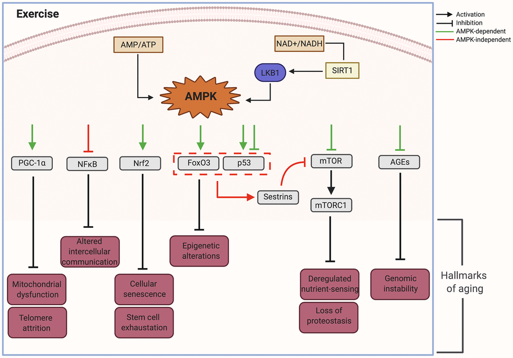 AMPK as an effector node on the effects of exercise upon the different hallmarks of aging. AMP, adenosine monophosphate; AMPK, AMP- activated protein kinase; ATP, adenosine triphosphate; AGEs, advanced glycation end-products; FoxO3, Forkhead Box O3; LKB1, Liver kinase B1; mTOR, mammalian target of rapamycin; mTORC1, mTOR complex 1; NAD+, Nicotinamide adenine dinucleotide; NADH, Reduced Nicotinamide adenine dinucleotide; NFkB, Nuclear Factor kappa-light-chain-enhancer of activated B cells; NRF2, Nuclear factor erythroid 2-Related Factor 2; p53, Tumor suppressor protein 53; PGC-1, peroxisome proliferator-activated receptor gamma; SIRT1, Silent information regulator. Created in BioRender.