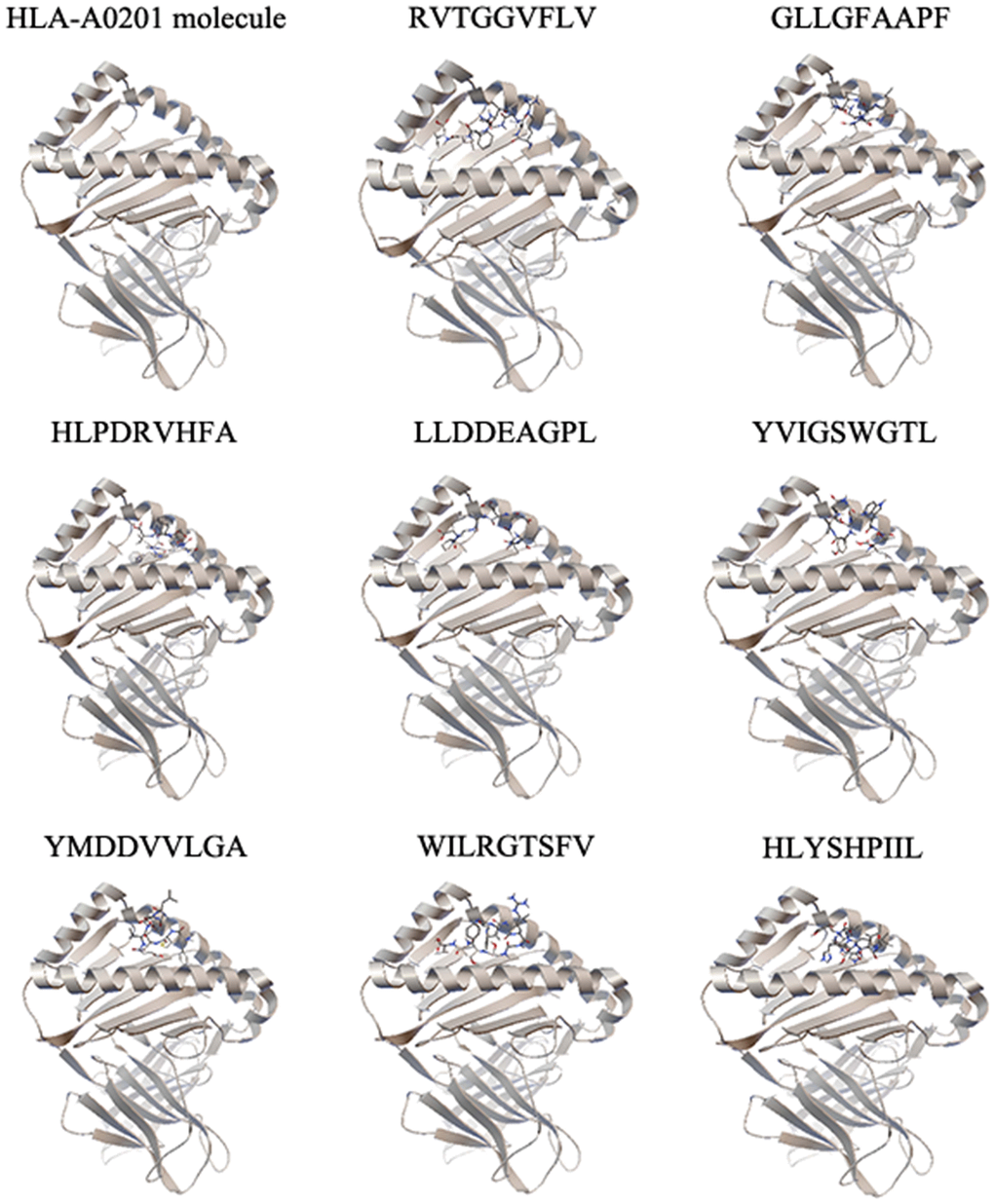 The molecular docking results of each epitope. Each epitope binds to the groove of the HLA-A0201 molecule between the α1 and α2 domains, which is shown by secondary structure. One representative of five independent experiments is shown.