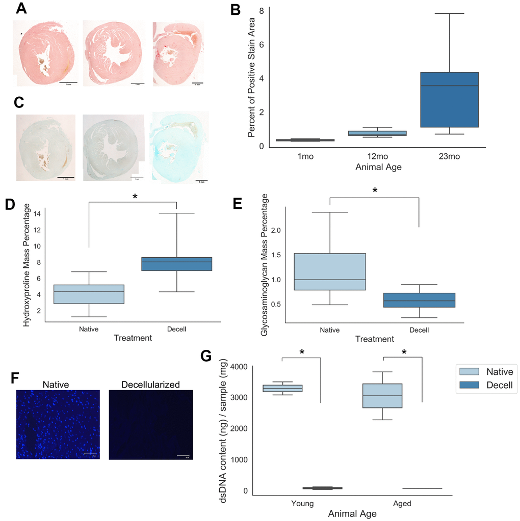 Young and aged cardiac extracellular matrix can be decellularized while retaining matrix protein content. (A) Picrosirius histological staining of collagen deposition in cardiac tissue samples isolated from mice of 1 month, 12 months, and 23 months of age. (B) Quantification of the percent area of positive picrosirius red expression per field of view for tissue samples from 1 month, 12 month, and 23 month old mice. (C) Alcian blue staining of sulfated proteoglycans in cardiac tissue samples isolated from mice of 1 month, 12 months, and 23 months of age. (D) Hydroxyproline mass percentage and (E) glycosaminoglycan mass percentage for both young and aged native as well as young and aged decellularized cardiac samples. (F) 4’,6-diamidino-2-phentylindole (DAPI) nuclear staining of native and decellularized tissue samples (G) Quantification of dsDNA content isolated from young and aged either native or decellularized cardiac tissue samples. Values shown represent mean with 25%/75%. Error bares represent standard deviation. N=4-5; * pA, C) = 1mm; Scale bar (F) = 100um. Independent samples t-test used to assess significant trends in (D, E). One-way ANOVA with post-hoc Tukey’s test used to assess significant trends in (G).