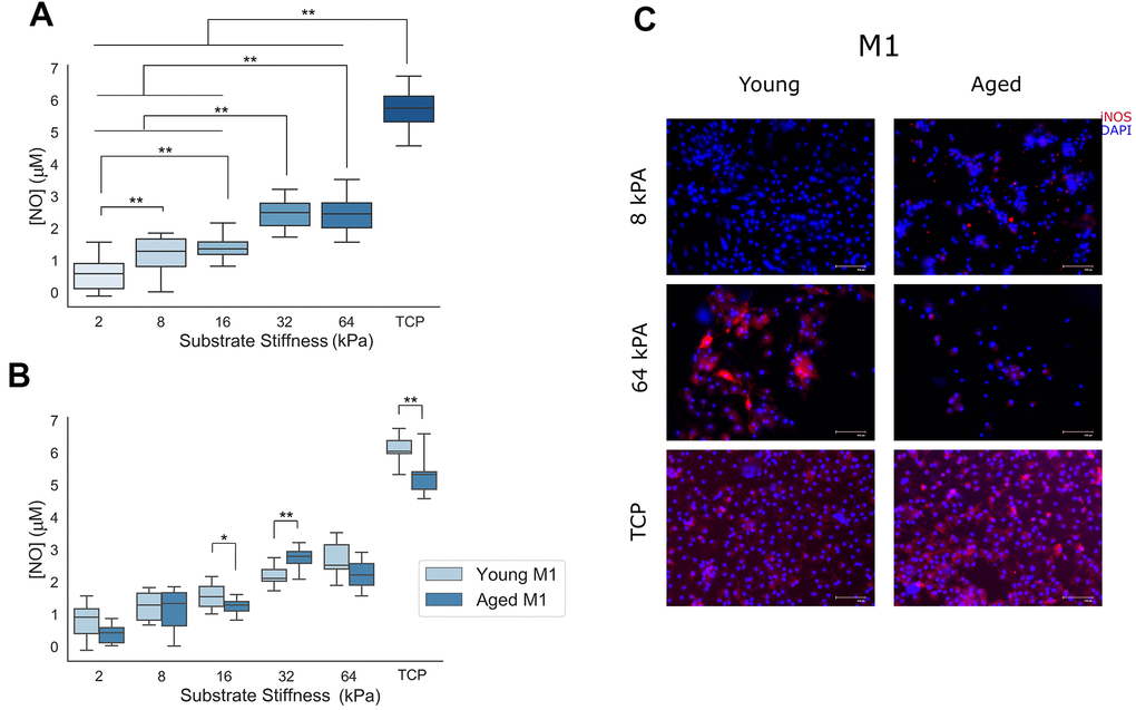 Naïve macrophage response to pro-inflammatory M1 signaling cues is proportional to the stiffness of the culture substrate. (A) Nitrite concentration in cell culture media supernatants from cells cultured on increasingly stiff substrates (n=32). (B) Nitrite concentration in cell culture media supernatants as a function of substrate stiffness and cECM coating age (n=16). (C) Representative immunolabeling of inducible nitric oxide synthase (iNOS) and cell nuclei (DAPI) in Th1 cytokine treated macrophages cultured on 8 kPA gels, 64 kPA gels, or tissue culture plastic each coated with either young or aged cECM. Representative image brightness and contrast adjusted to reduce background and highlight sample differences. TCP= tissue culture plastic. Scale bars = 100um. Data reported represents mean values with boxes representing 25%/75% of mean. Error bars represent standard deviation. ANOVA with Tukey HSD post-hoc analysis. * p