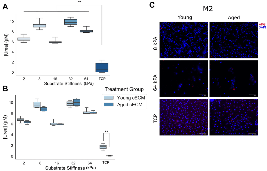 Naïve macrophage response to anti-inflammatory M2 signaling cues is attenuated when cells are cultured on stiff culture substrates. (A) Final urea concentrations in cell lysate following arginase activity assay for naïve macrophages cultured on differentially stiffened substrates (n=8-12). (B) Urea concentrations in cell lysates following arginase activity assay as a function of substrate stiffness and cECM coating age (n=4). (C) Representative immunolabeling of Arginase-1 (ARG) and cell nuclei (DAPI) in Th2 cytokine treated macrophages cultured on 8 kPA gels, 64 kPA gels, or tissue culture plastic each coated with either young or aged cECM. Image contrast adjusted to reduce background fluorescence. Scale bars = 100um. Data reported represents mean values with boxes representing 25%/75% of mean. Error bars represent standard deviation. ANOVA with Tukey HSD post-hoc analysis. * p