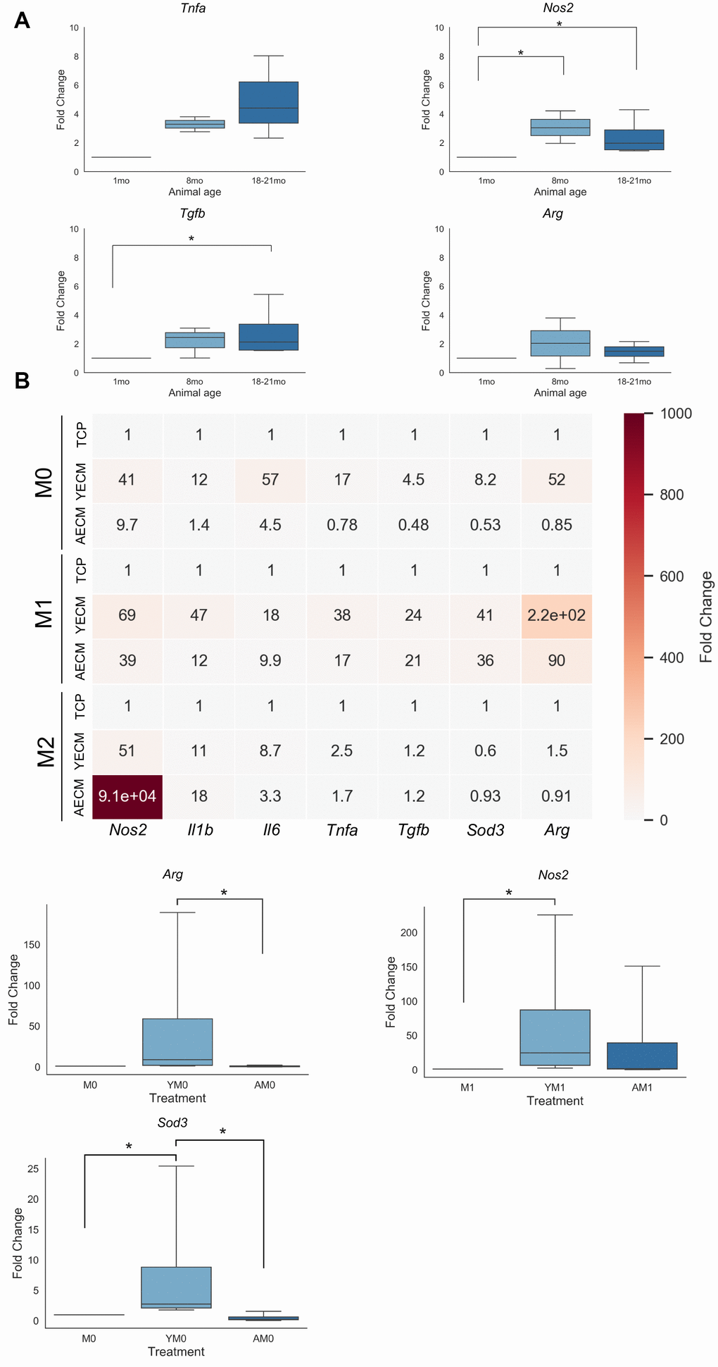 Differentially aged decellularized cECM promotes altered gene expression patterns in macrophage populations. (A) Fold change qRT-PCR results of pro- (Nos2, Tnfa) and anti-inflammatory (Tgfb, Arg) gene expression in RNA isolated from whole heart tissue lysates isolated from either young (1 month), moderately aged (8 months) or advanced age (18-21 month) C57/Bl6 mice (n=3-5). (B) Heatmap of qRT-PCR results for pro- and anti-inflammatory gene expression in macrophages isolated from young mice (8-16 week) cultured on tissue culture plastic coated with either young(Y, 8-16 week) or aged(A, 18-21 month) cECM with either no supplemental cytokine treatment (M0, YM0, AM0), Th1 cytokine treatment (M1, YM1, AM1), or Th2 cytokine treatment (M2, YM2, AM2) (n=4). Significant effects are noted below heatmap in boxplots with data reported as mean values with boxes representing 25%/75% of mean. Error bars represent standard deviation. Significance was assessed using a Kruskal-Wallis 1-way ANOVA with post-hoc pairwise comparisons. * p