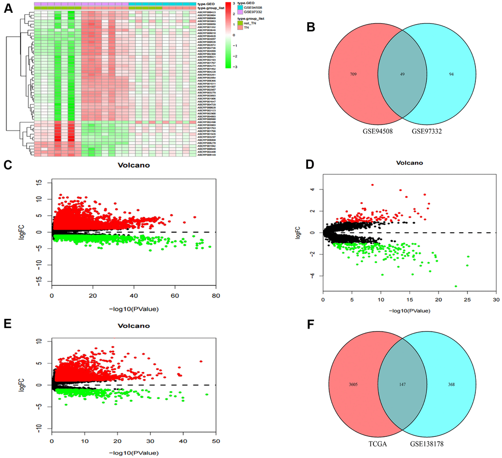 Identification of differential genes. (A) Heatmap of DEcircRNAs from GEO databases. (B) Venn diagram of the intersection of DEcircRNAs. (C) Volcano maps of DEmRNAs from TCGA. (D) Volcano maps of DElncRNAs from GSE138178. (E) Volcano maps of DElncRNAs from TCGA. (F) Venn diagram of the intersection of DElncRNAs.