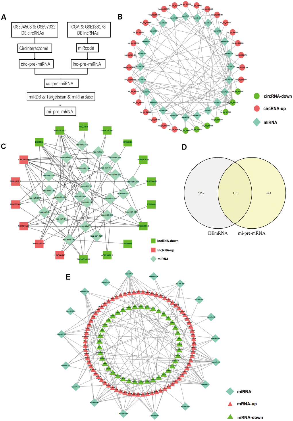 Prediction of common targeted miRNAs and their targeted DEmRNAs. (A) Flow chart of common pre-miRNAs prediction. (B) The relationship between DEcircRNAs and targeted miRNAs. (C) The relationship between DElncRNAs and targeted miRNAs. (D) Venn diagram of the intersection of circ-pre-miRNAs and lnc-pre-miRNAs. (E) The relationship between the common miRNAs and their targeted DEmRNAs.