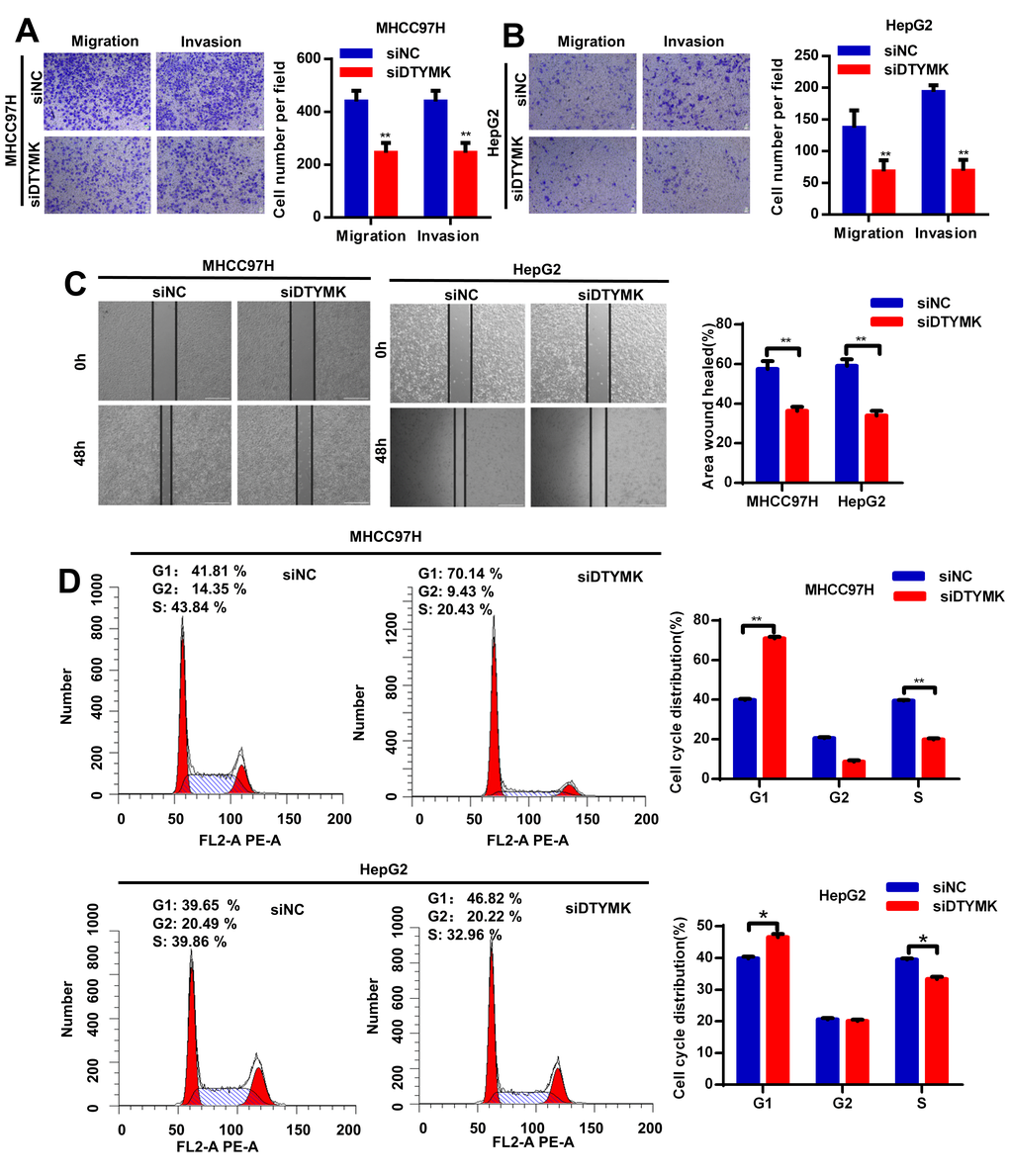 (A, B) Transwell assays were used to detect HCC cells invasion and migration. (C) Effects of DTYMK knockdown on HCC cell migration, as evaluated by wound healing assay. (D) Cell cycle was arrested in G0/G1 phase after transfection with siDTYMK in HCC cells. *** represents p 