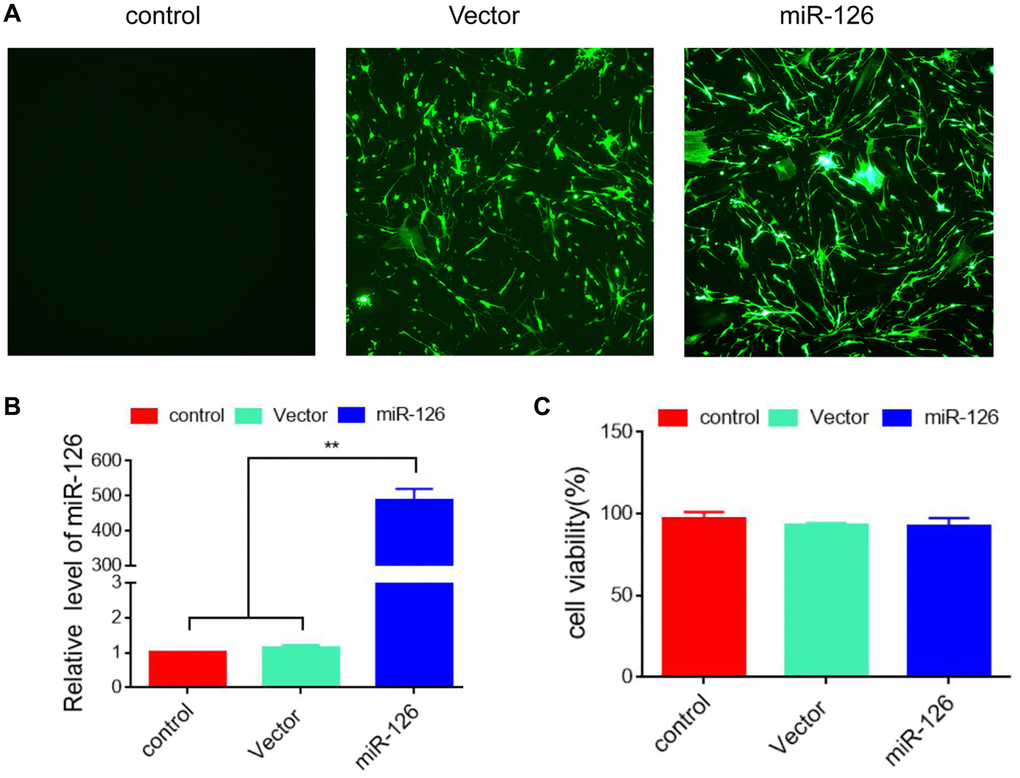 Establishment of MDSCs overexpressing miRNA-126. (A) 48 h after transfection, the efficiency was identified using immunofluorescence. (B) The expression level of miRNA-126. (C) CCK-8 assay for cell viability. Data are shown as the means ± SD. *P **P 