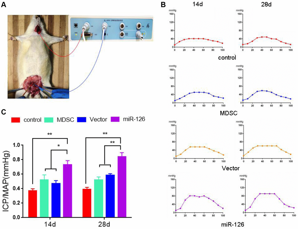 The measurement of erectile response after injection with MDSCs. (A) Images of operation. (B) Intra-cavernous pressure (ICP). (C) The value of ICP/ mean arterial pressure (MAP). Data are shown as the means ± SD. *P **P 