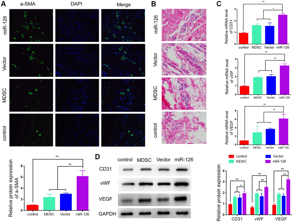 miR-126-overexpressing MDSCs increases smooth muscle contents and improves vascular function in rats. (A) Immunofluorescence images of α-SMA in the penis tissues. (B) H & E staining for morphologic detection. (C) mRNA levels of CD31, vWF and VEGF. (D) Protein expression of α-SMA, CD31, vWF and VEGF in rats. Data are shown as the means ± SD. *P **P 