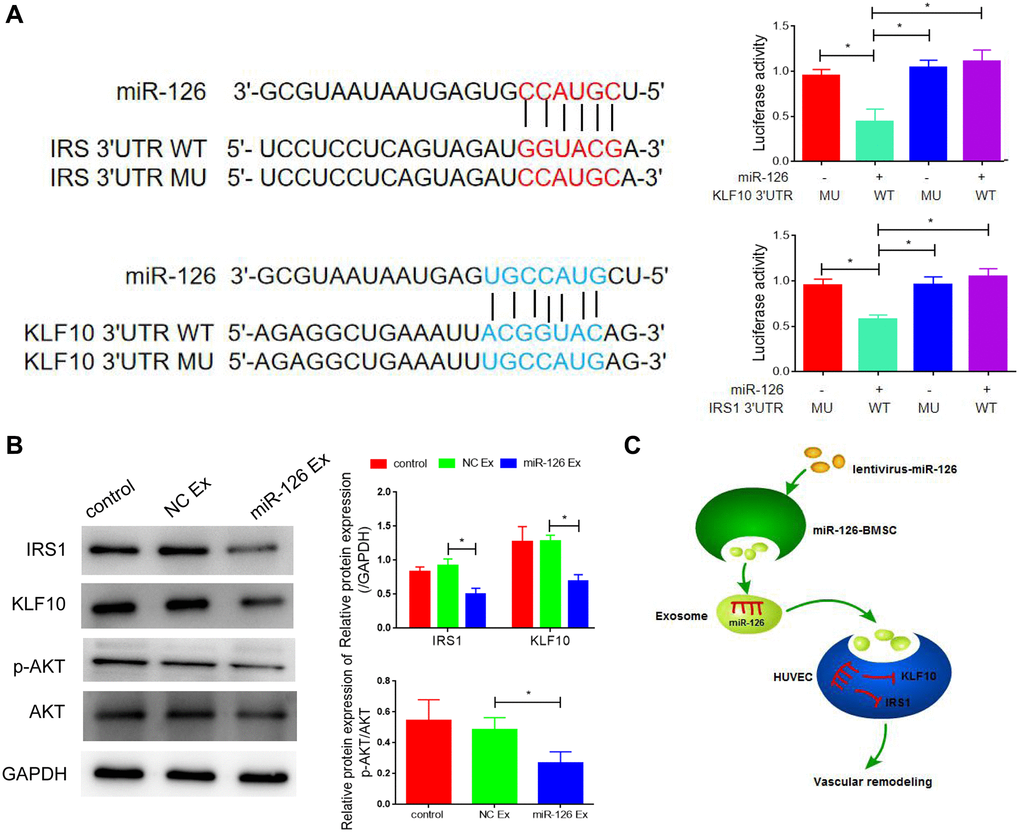 IRS1 and KLF10 are targets of miRNA-126. (A) The predicted binding sites between miRNA-126 and IRS1, and KLF10, and relative luciferase activity in IRS1 and KLF10 3′UTR (wild-type/mutant) and miRNA-126. (B) mRNA levels of IRS1 and KLF10 in MDSCs. (C) Protein expressions of IRS1 and KLF10 in MDSCs. Data are shown as the means ± SD. *P **P 