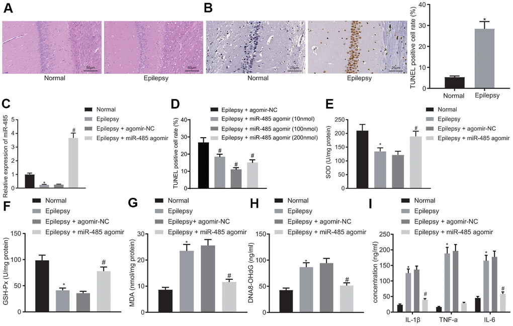 miR-485 overexpression attenuates epilepsy. (A) Representative HE micrographs showing histopathological changes in the hippocampus (200 ×). (B) Cell apoptosis in the hippocampus determined by TUNEL assay (400 ×). (C) miR-485 expression in mouse brain tissues determined by RT-qPCR. (D) Cell apoptosis in the hippocampus determined by TUNEL assay (400 ×). (E) SOD levels. (F) GSH-Px levels. (G). MDA levels. (H) DNA 8-OHdG levels. (I) IL-1β, TNF-α, IL-6 levels. * p p 