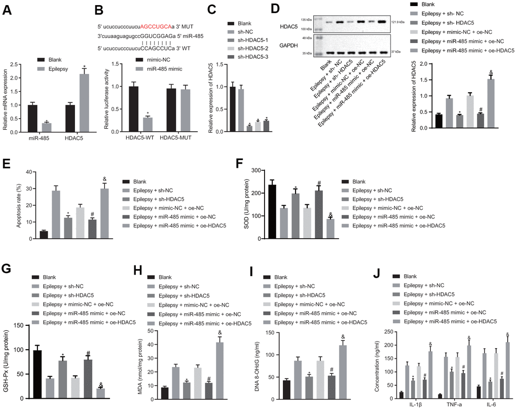 miR-485 repressed apoptosis, oxidative stress and inflammation by targeting HDAC5 in epilepsy model hippocampal neurons. (A) miR-485 and HDAC5 mRNA expression. (B) Binding relationship between miR-485 and HDAC5 determined by dual luciferase reporter gene assay. (C) Efficiency of HDAC5 knockdown. (D) HDAC5 protein expressions determined by western blotting. (E) Cell apoptosis determined by flow cytometry. (F) SOD levels. (G) GSH-Px levels. (H) MDA levels. (I) DNA 8-OHdG levels. (J) IL-1β, TNF-α, IL-6 levels. Data are expressed as mean ± standard deviation. * p p &p 