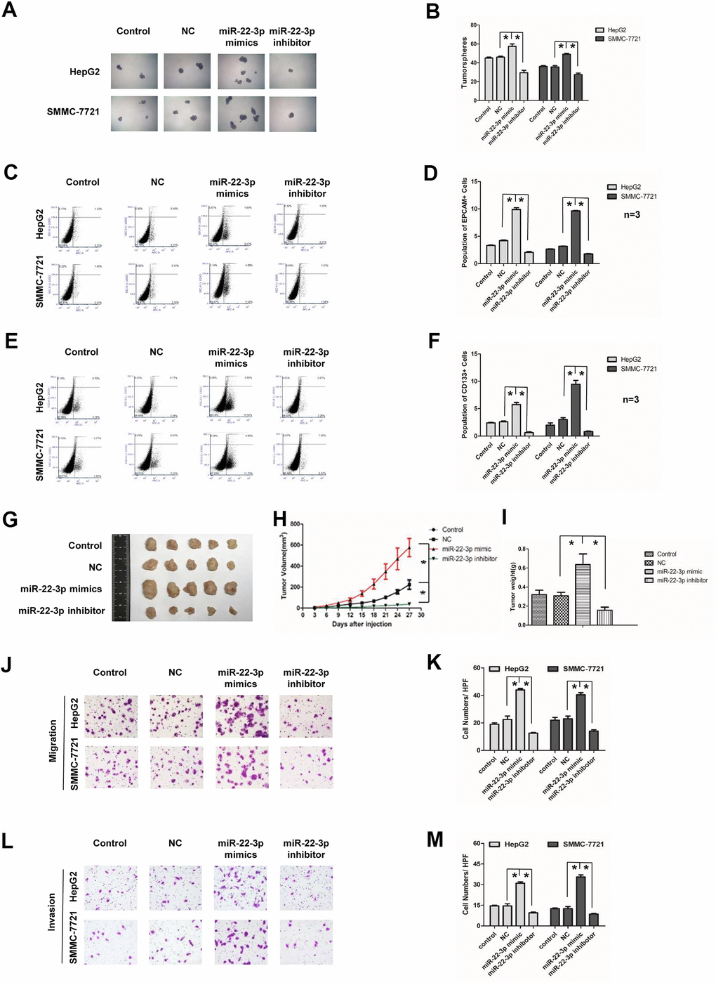 Effects of miR-22-3p on stemness and metastasis of HCC cells. (A) Tumorspheres formation ability of HCC cells in control, negative-control, miR-22-3p mimic and inhibitor groups. (B) The tumorspheres were quantified. *PC, D) Population of EPCAM- positive HCC cells in control, negative-control, miR-22-3p mimic and inhibitor groups. *PE, F) Population of CD133- positive HCC cells in control, negative-control, miR-22-3p mimic and inhibitor groups. *PG) The representative images of tumors taken from athymic mice inoculated with SMMC-7721 cells in control, negative-control, miR-22-3p mimic and inhibitor groups are shown. (H) The growth of tumor was calculated. Each group consisted of five mice. *PI) The tumor weight was quantified. Each group consisted of five mice. *PJ) Representative image showing the migration of HCC cells in control, negative-control, miR-22-3p mimic and inhibitor groups. (K) The migrated cells were quantified. *PL) Representative image showing the invasion of HCC cells in control, negative-control, miR-22-3p mimic and inhibitor groups. (M) The invaded cells were quantified. *P