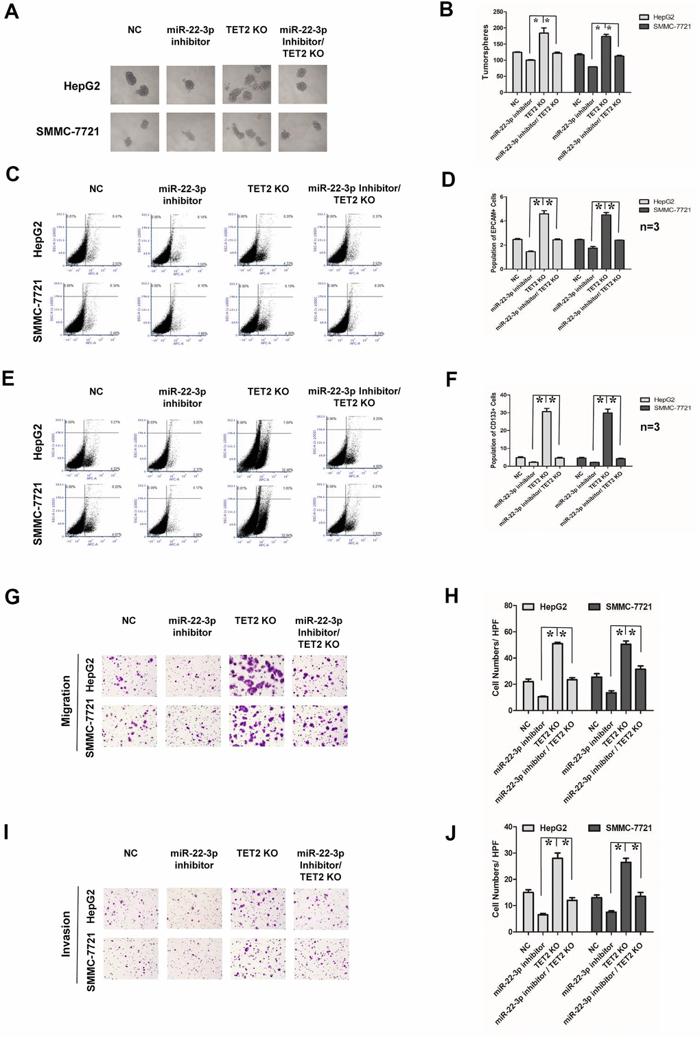 Effects of miR-22-3p and TET2 on stemness and metastasis of HCC cells. (A) Tumorspheres formation ability of HCC cells in negative-control, miR-22-3p inhibitor, TET2 KO and miR-22-3p inhibitor/TET2 KO groups. (B) The tumorspheres were quantified. *PC, D) Population of EPCAM-positive HCC cells in negative-control, miR-22-3p inhibitor, TET2 KO and miR-22-3p inhibitor/TET2 KO groups. *PE, F) Population of CD133- positive HCC cells in negative-control, miR-22-3p inhibitor, TET2 KO and miR-22-3p inhibitor/TET2 KO groups. *PG) Representative image showing the migration of HCC cells in control, negative-control, miR-22-3p inhibitor, TET2 KO and miR-22-3p inhibitor/TET2 KO groups. (H) The migrated cells were quantified as described in the Materials and Methods. *PI) Representative image showing the invasion of HCC cells in negative-control, miR-22-3p inhibitor, TET2 KO and miR-22-3p inhibitor/TET2 KO groups. (J) The invaded cells were quantified as described in the Materials and Methods. *P