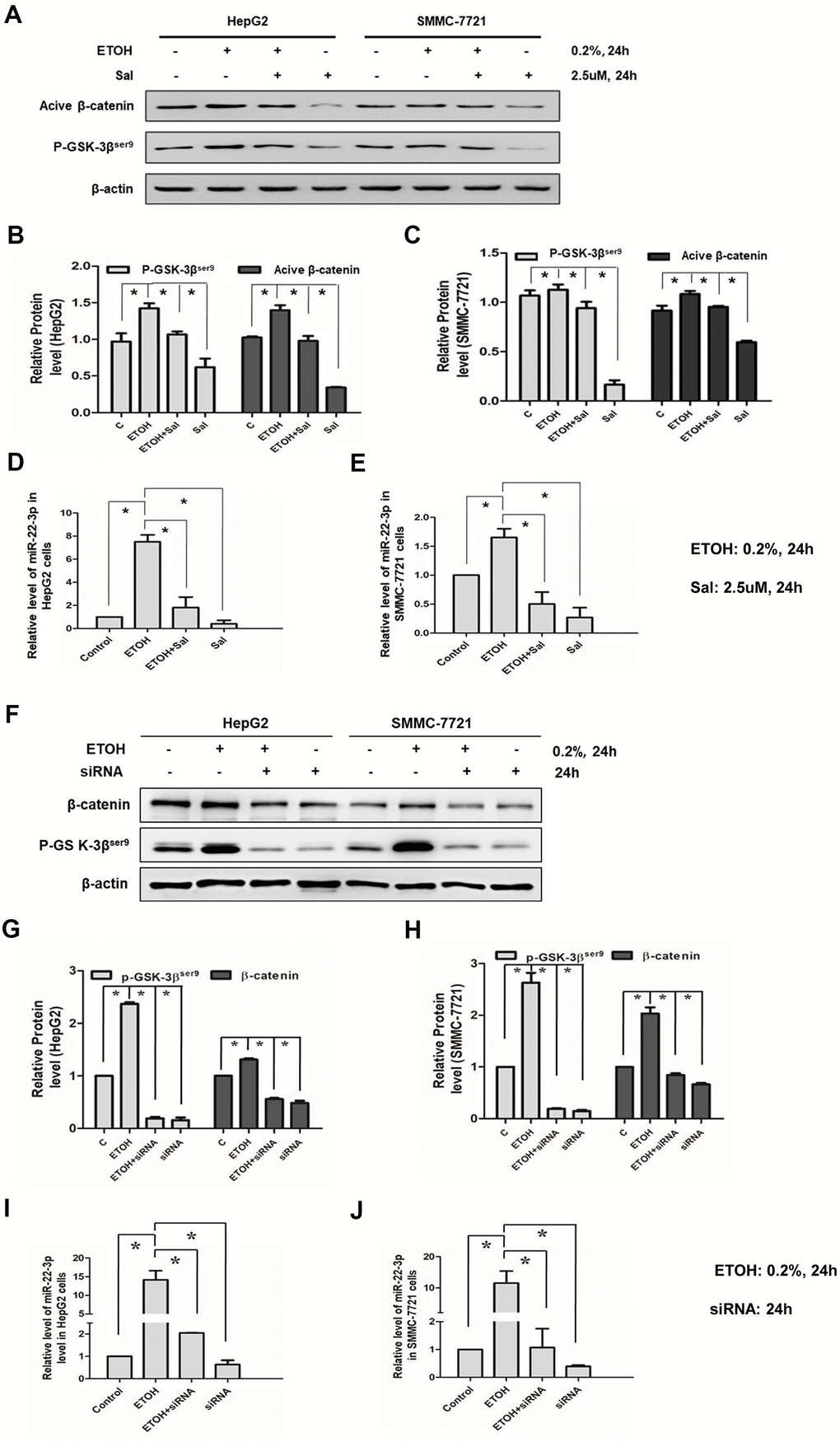 Effects of salinomycin/ β-catenin siRNA and alcohol exposure on β-catenin signaling and miR-22-3p. (A) The effect of salinomycin and alcohol exposure on β-catenin signaling in HepG2 or SMMC-7721 cells. (B) The protein levels of p-GSK-3βser9 and active β-catenin in HepG2 cells were qualified and shown in column graph. *PC) The protein levels of p-GSK-3βser9 and active β-catenin in SMMC-7721 cells were qualified and shown in column graph. *PD) The effect of salinomycin and alcohol exposure on miR-22-3p in HepG2 cells. *PE) The effect of salinomycin and alcohol exposure on miR-22-3p in SMMC-7721 cells. *PF) The effect of β-catenin siRNA and alcohol exposure on β-catenin signaling in HepG2 or SMMC-7721 cells. (G) The protein levels of p-GSK-3βser9 and active β-catenin in HepG2 cells were qualified and shown in column graph. *PH) The protein levels of p-GSK-3βser9 and active β-catenin in SMMC-7721 cells were qualified and shown in column graph. *PI) The effect of β-catenin siRNA and alcohol exposure on miR-22-3p in HepG2 cells. *PJ) The effect of β-catenin siRNA and alcohol exposure on miR-22-3p in SMMC-7721 cells. *P