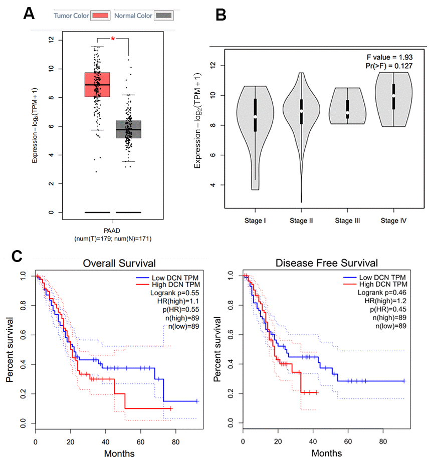 Decorin expression in PC by GEPIA. (A) Expression profile of decorin in 350 PC cases (tumor: 179; control: 171), *pB) The correlation between decorin expression and the pathological stage in PC (GEPIA). (C) Overall and disease-free survival analysis of decorin expression in PC (n = 178).