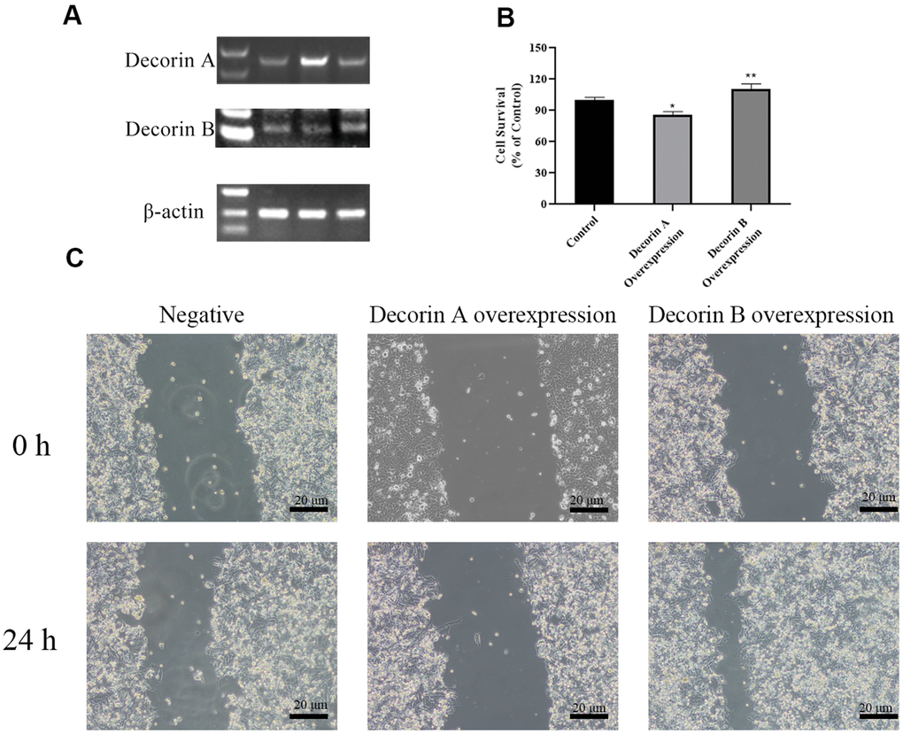 The effects of decorin A and decorin B on the BxPC-3 cells. (A) Semi-quantitative RT PCR analysis for decorin A and B after transfected (B); Cell viability analysis by MTT assay after the overexpression of decorin A and B; (C) Cell migration analysis by the scratch wound assay after the overexpression of decorin A and B.