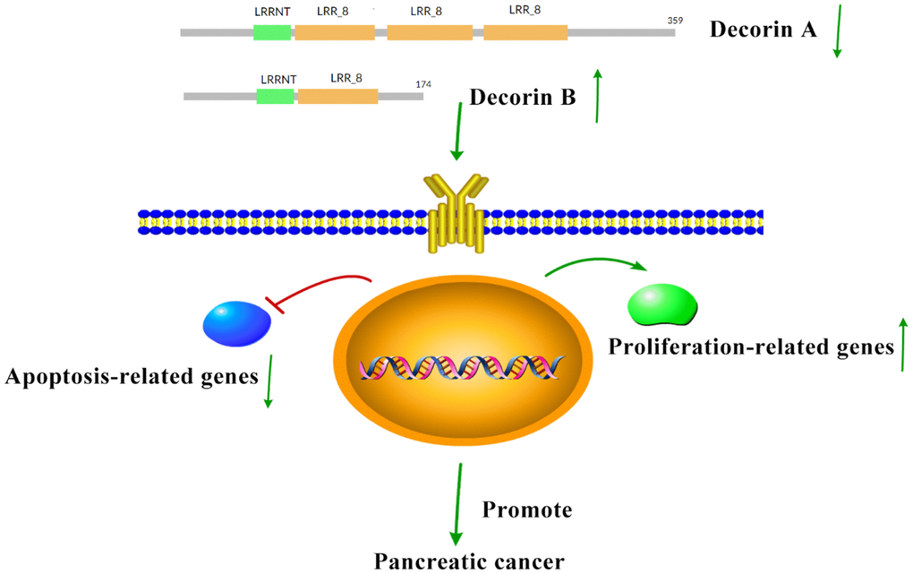The hypothesis for the mechanism of decorin in promoting PC. In PC, the expression of decorin A decreases while decorin B increases, which can inhibit apoptosis and enhance proliferation to promote PC progression.