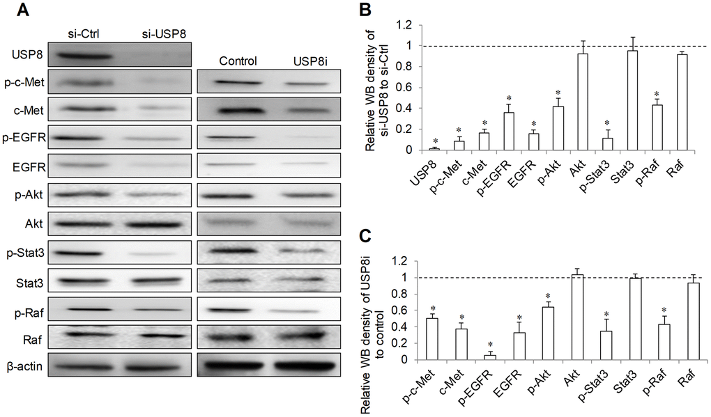 Effect of USP8 inhibition on receptor tyrosine kinase signaling in HCC cells. Representative image (A) and quantification (B, C) of western blots analysis of p-c-Met(Y1234/1235), c-Met, p-EGFR(Y1086), EGFR, p-Akt (S437), Akt, p-Stat3(T705), Stat3, p-Raf (S338/T341) and Raf in HuH6 cells after USP8 inhibition. si-Ctrl and control value were set as 1. Western blot was analysed after 24-hour drug treatment in HuH6 cells or at 72-hour post-transfection in siRNA transfected cells. *p